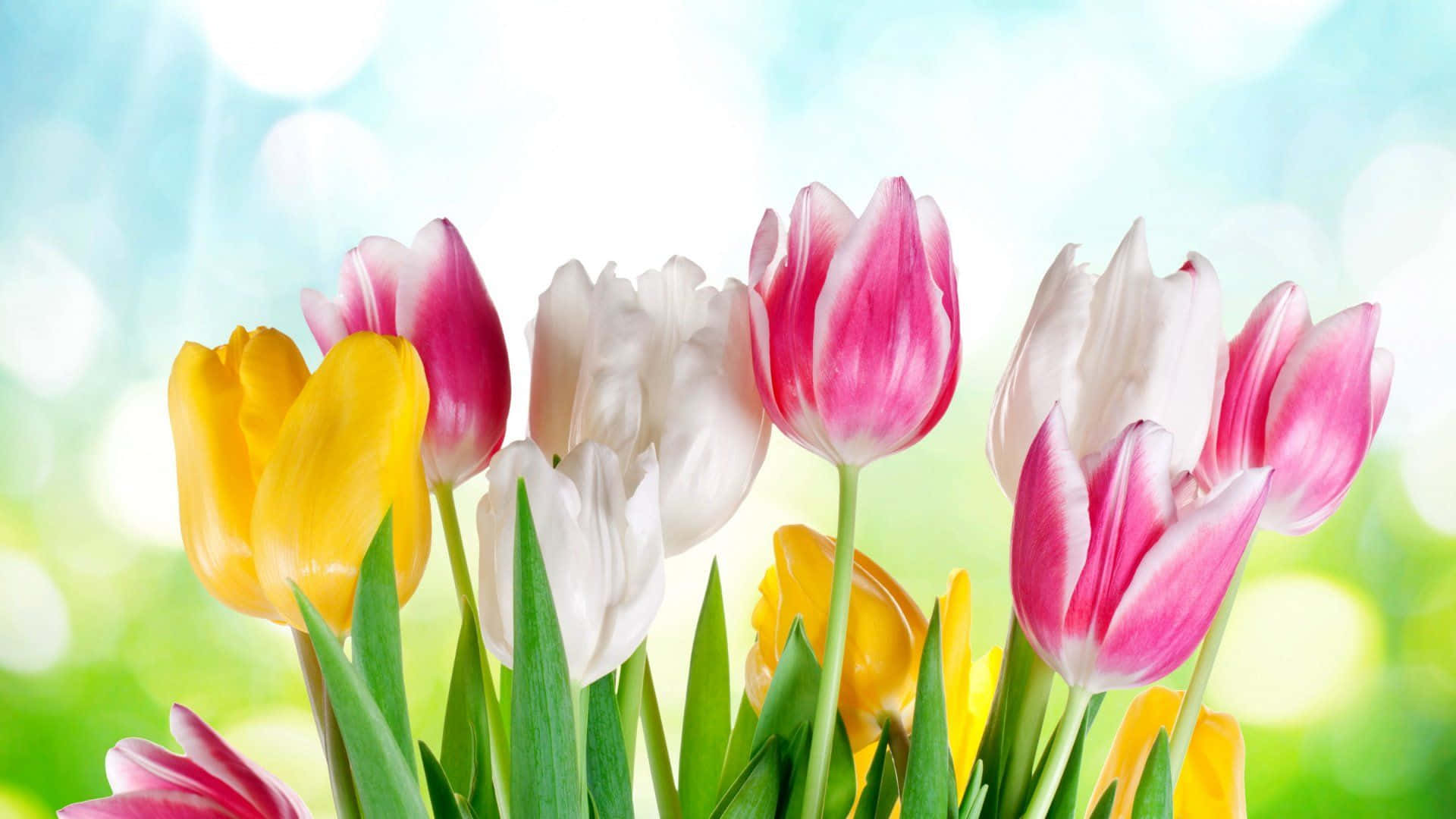 Spring Sunshine, pink white and yellow tulips, green stems, Full HD Desktop Wallpaper