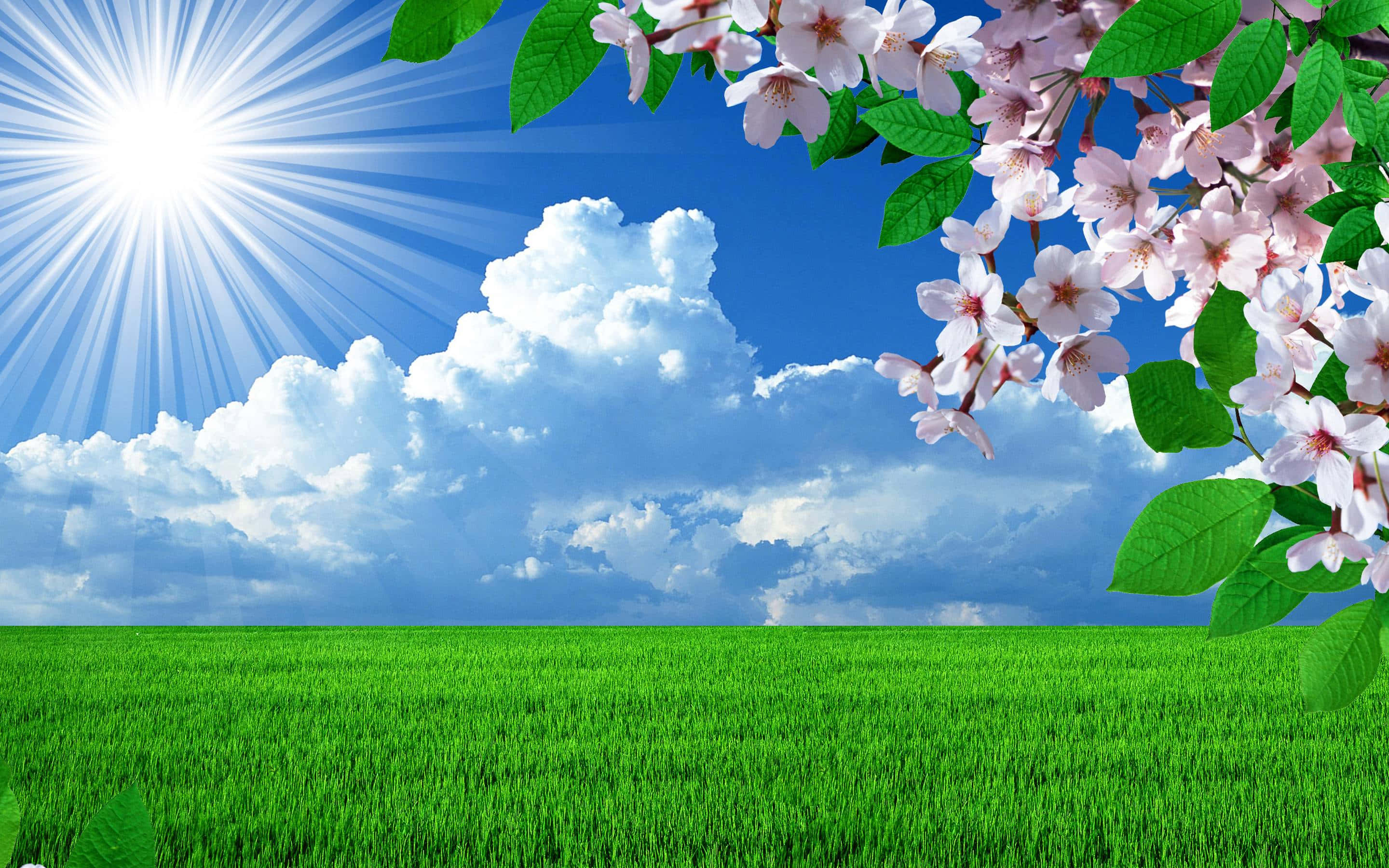 spring landscape, blooming trees, clear blue sky, 2K Desktop Wallpaper