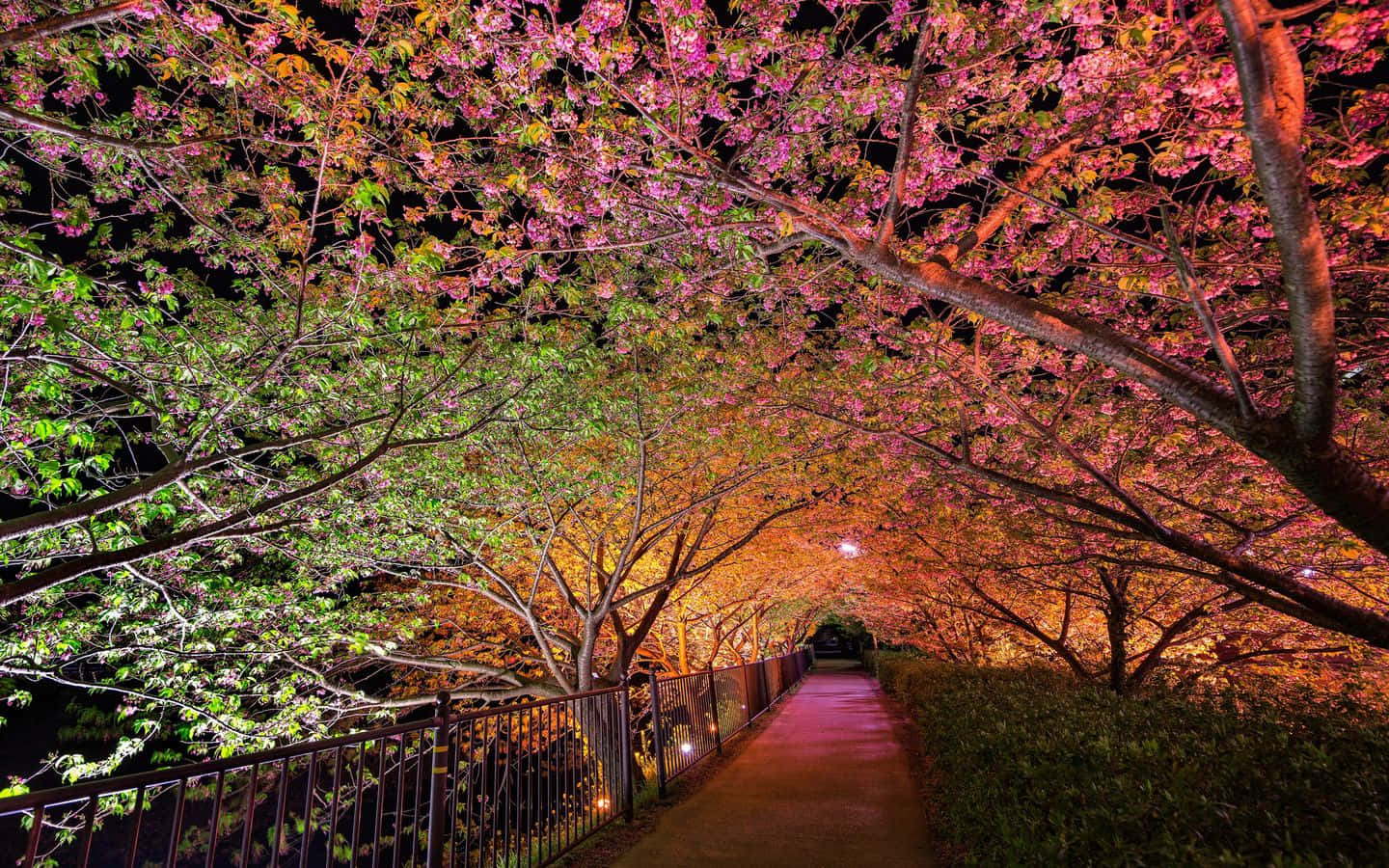 Spring Lights, pink and green cherry blossoms, warm lights, HD Desktop Wallpaper