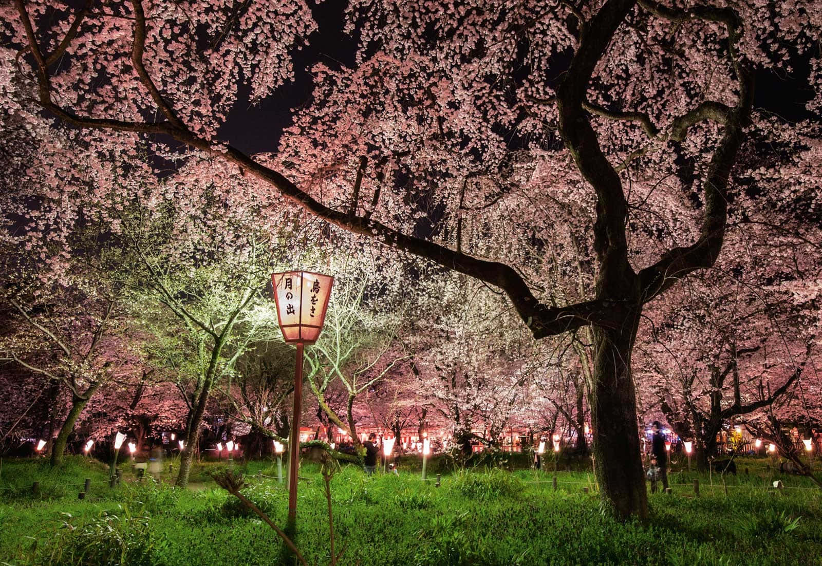Spring Sunshine, cherry blossom trees, soft lantern lights, HD Desktop Wallpaper
