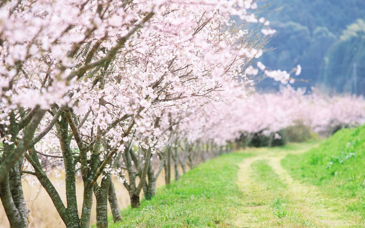 spring trees, cherry blossom trees, full bloom, HD Desktop Wallpaper