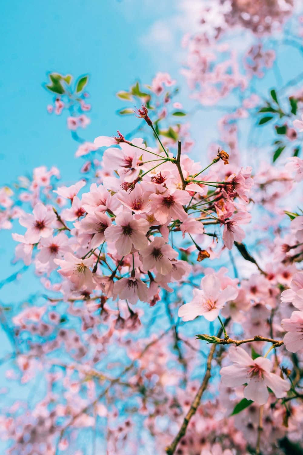 Spring Trees, pink cherry blossoms, vibrant blue sky, HD Phone Wallpaper
