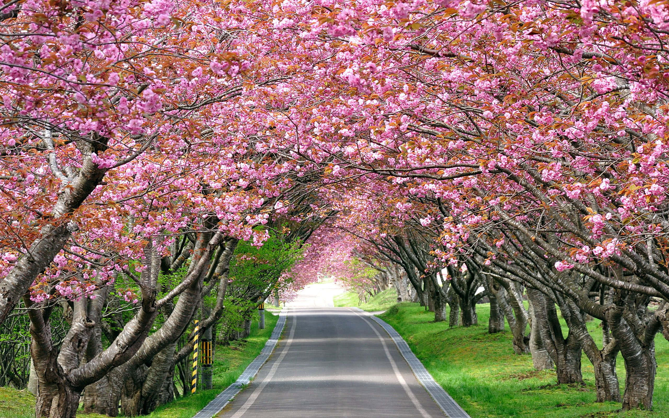 spring blossom, pink cherry blossoms, winding road, 2K Desktop Wallpaper
