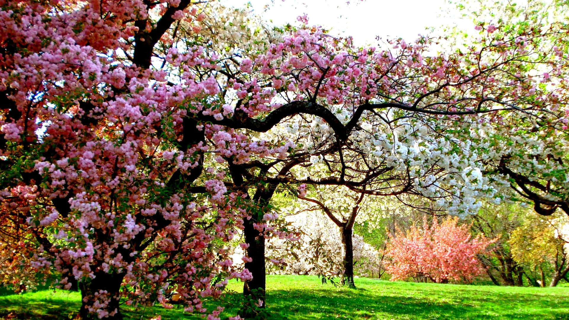 Spring Trees, cherry blossoms, pink and white, Full HD Desktop Wallpaper