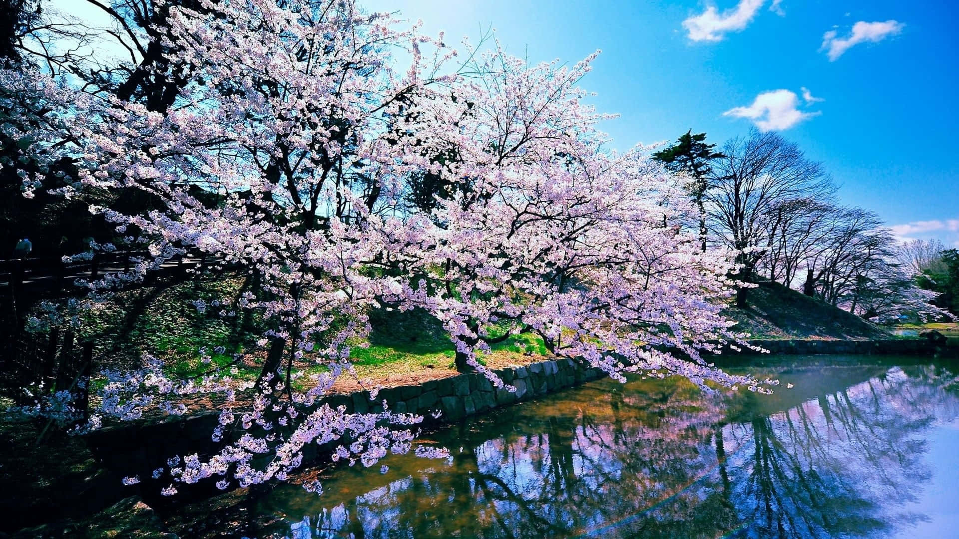 Spring Trees, cherry trees, pink flowers, Full HD Desktop Wallpaper