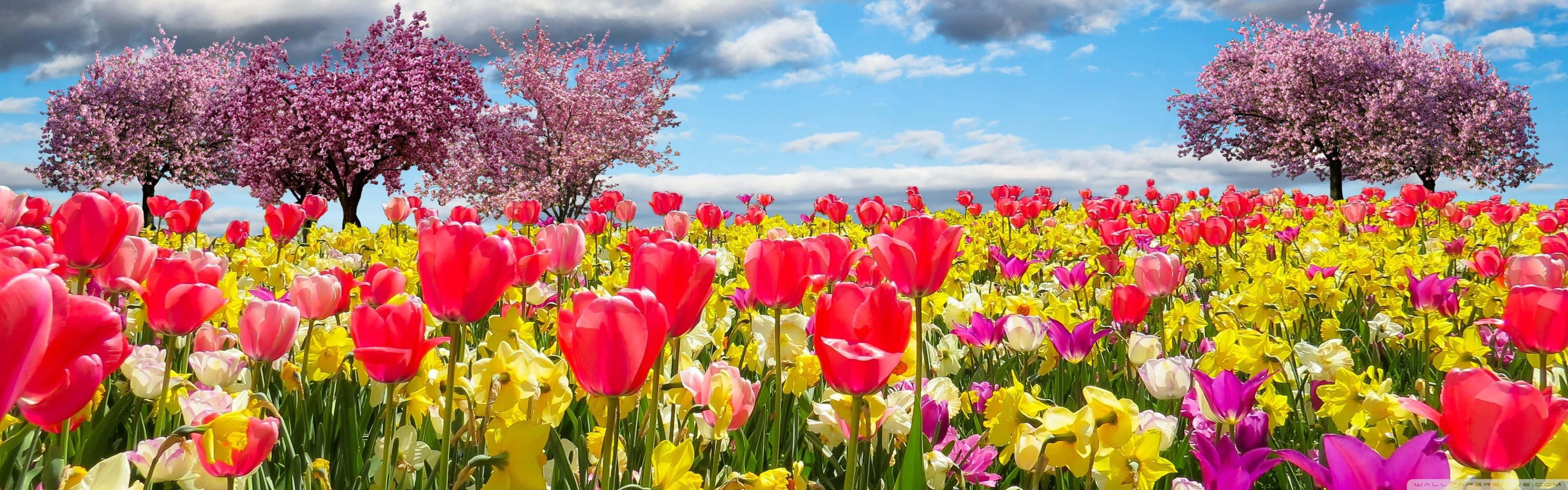Spring Trees, red yellow and pink tulips, bright blue sky, 4K Desktop Wallpaper