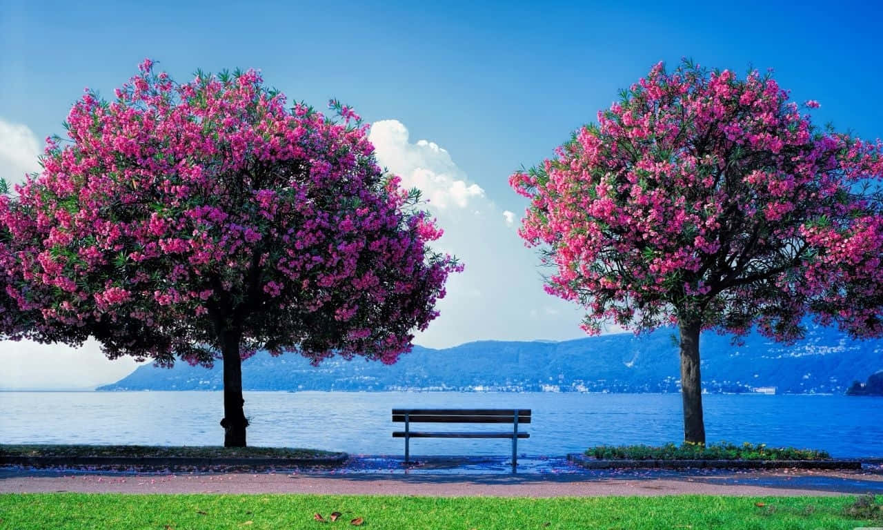 Spring Trees, pink flowering trees, wooden bench, HD Desktop Wallpaper