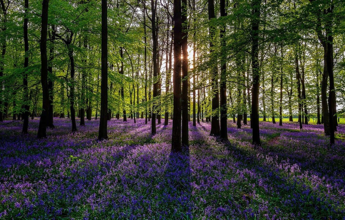 Spring Trees, purple bluebells, lush green forest, HD Desktop Wallpaper