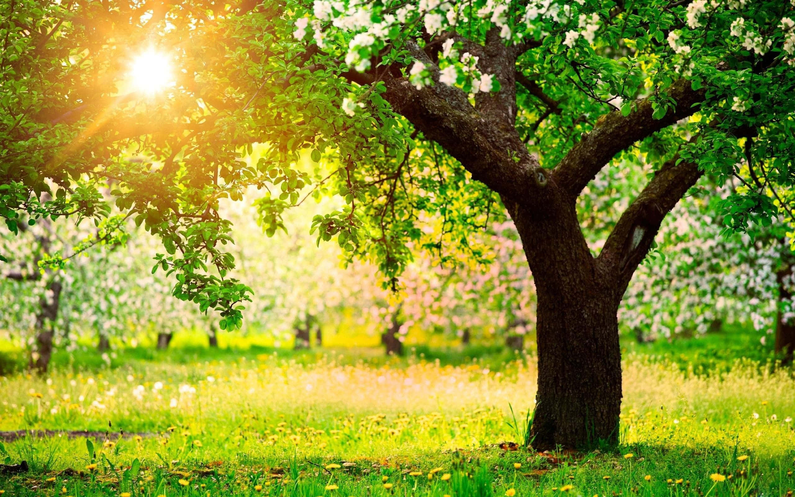 Spring Trees, white flowers, vibrant green meadow, 2K Desktop Wallpaper