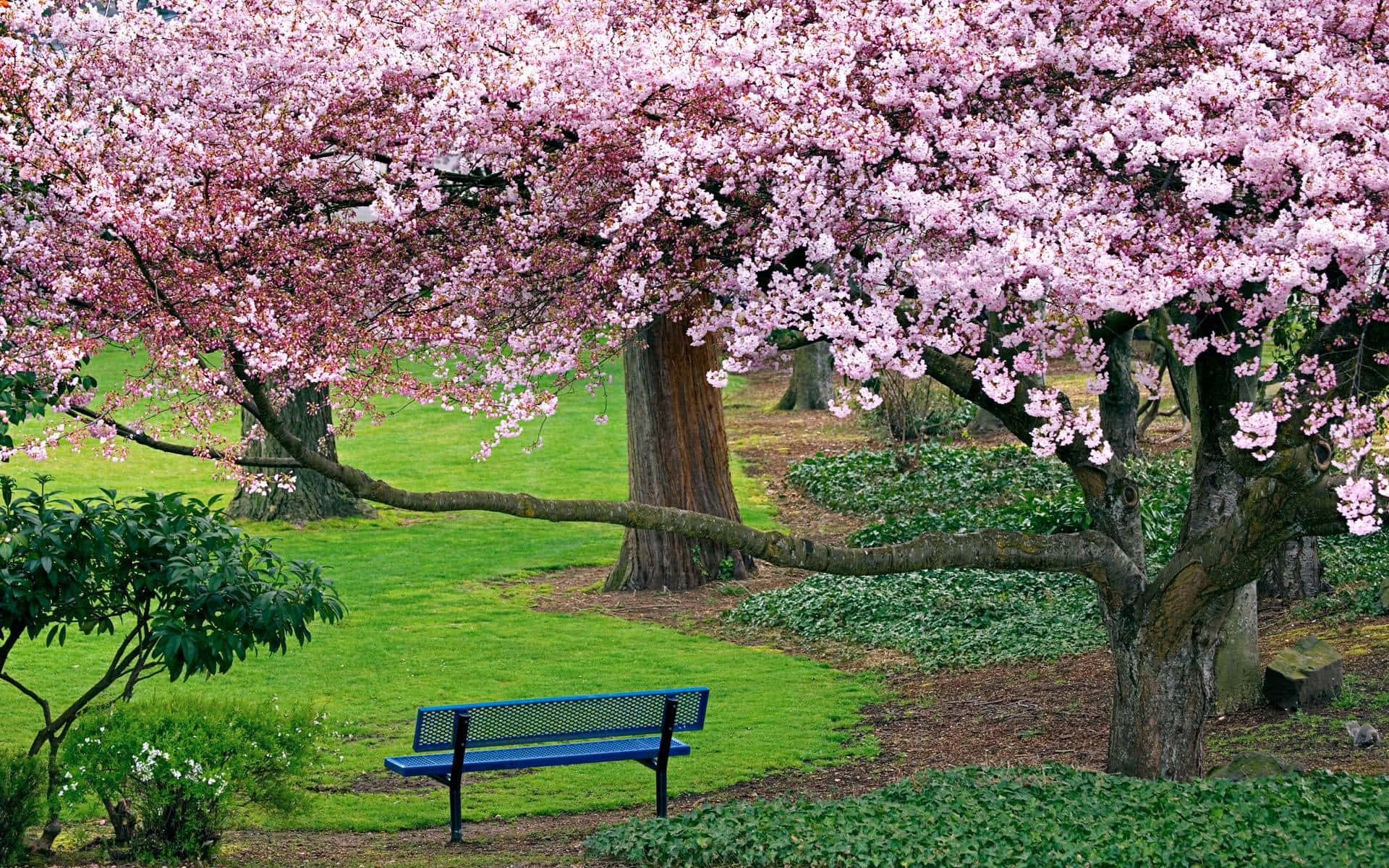 Spring Trees, pink cherry blossoms, blue bench, Full HD Desktop Wallpaper