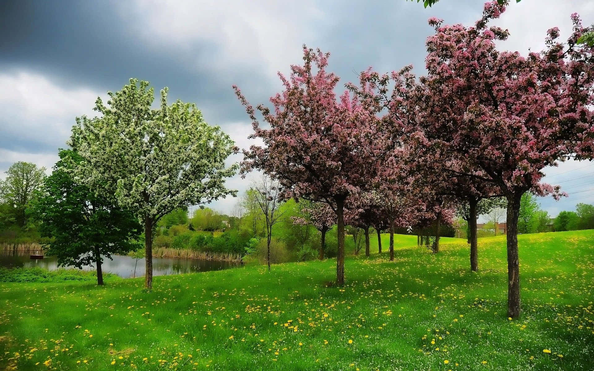 Spring Trees, pink and white flowering trees, grassy field, Full HD Desktop Wallpaper