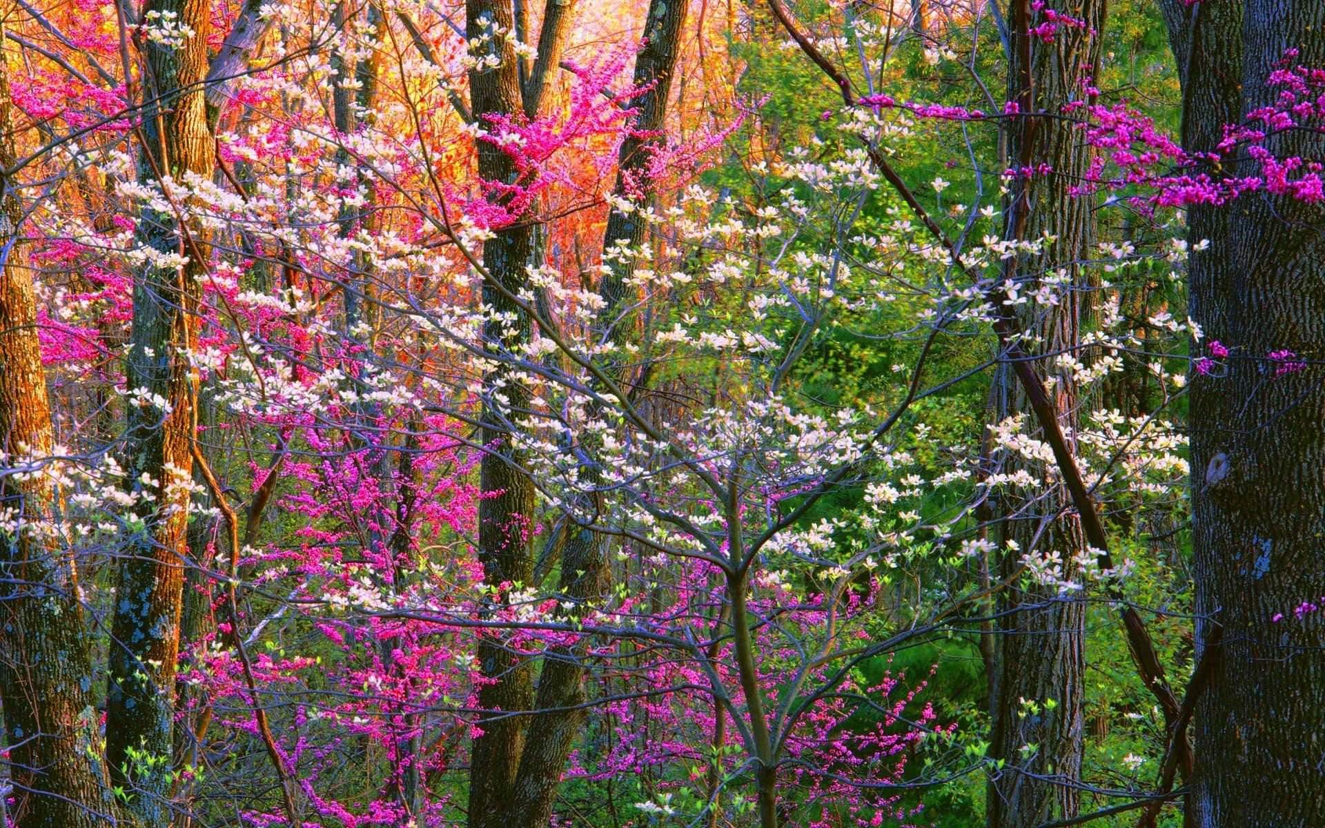 spring trees, pink blossoms, white blossoms, Full HD Desktop Wallpaper