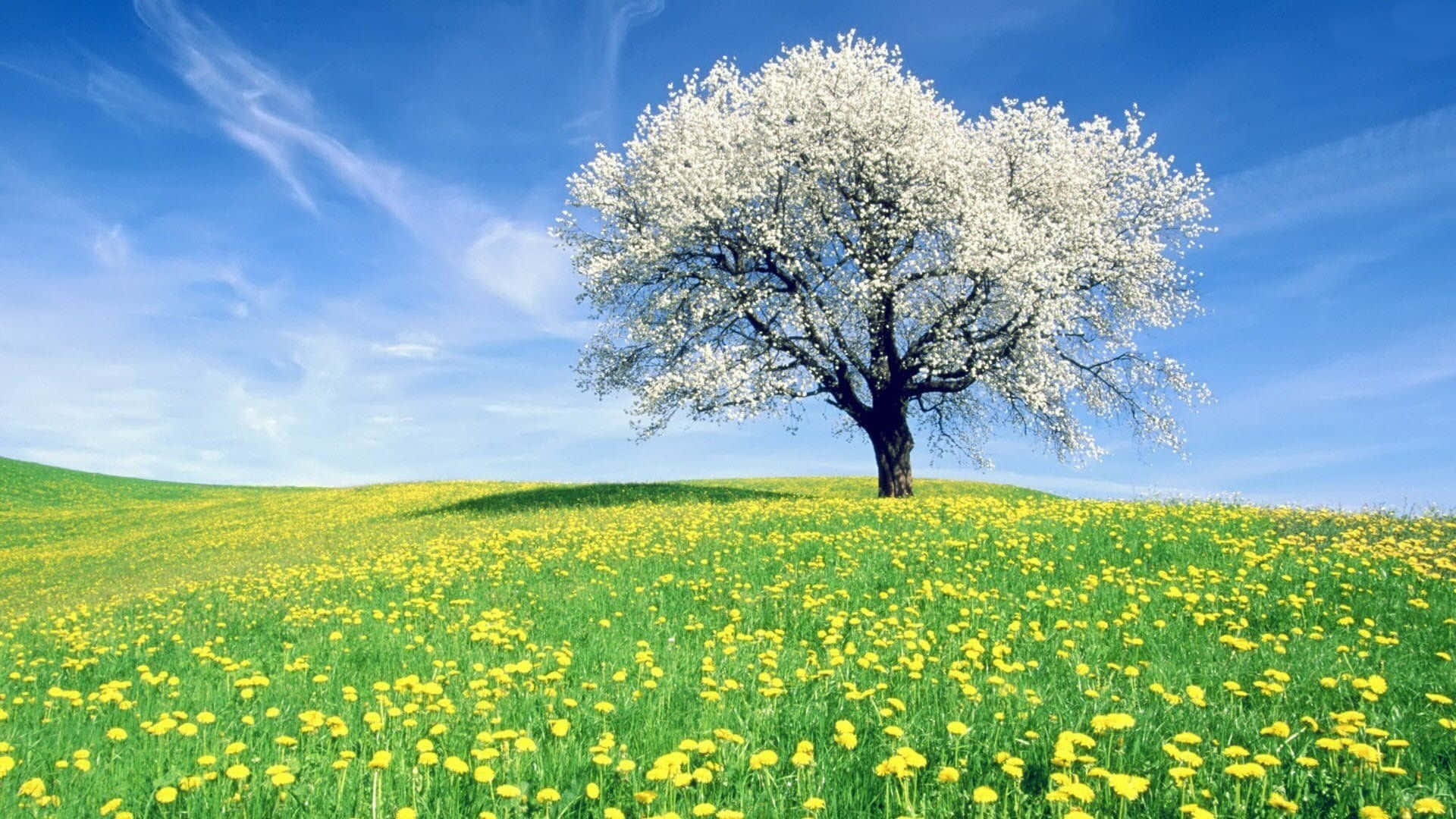 spring trees, white-blossomed tree, vibrant yellow dandelions, Full HD Desktop Wallpaper