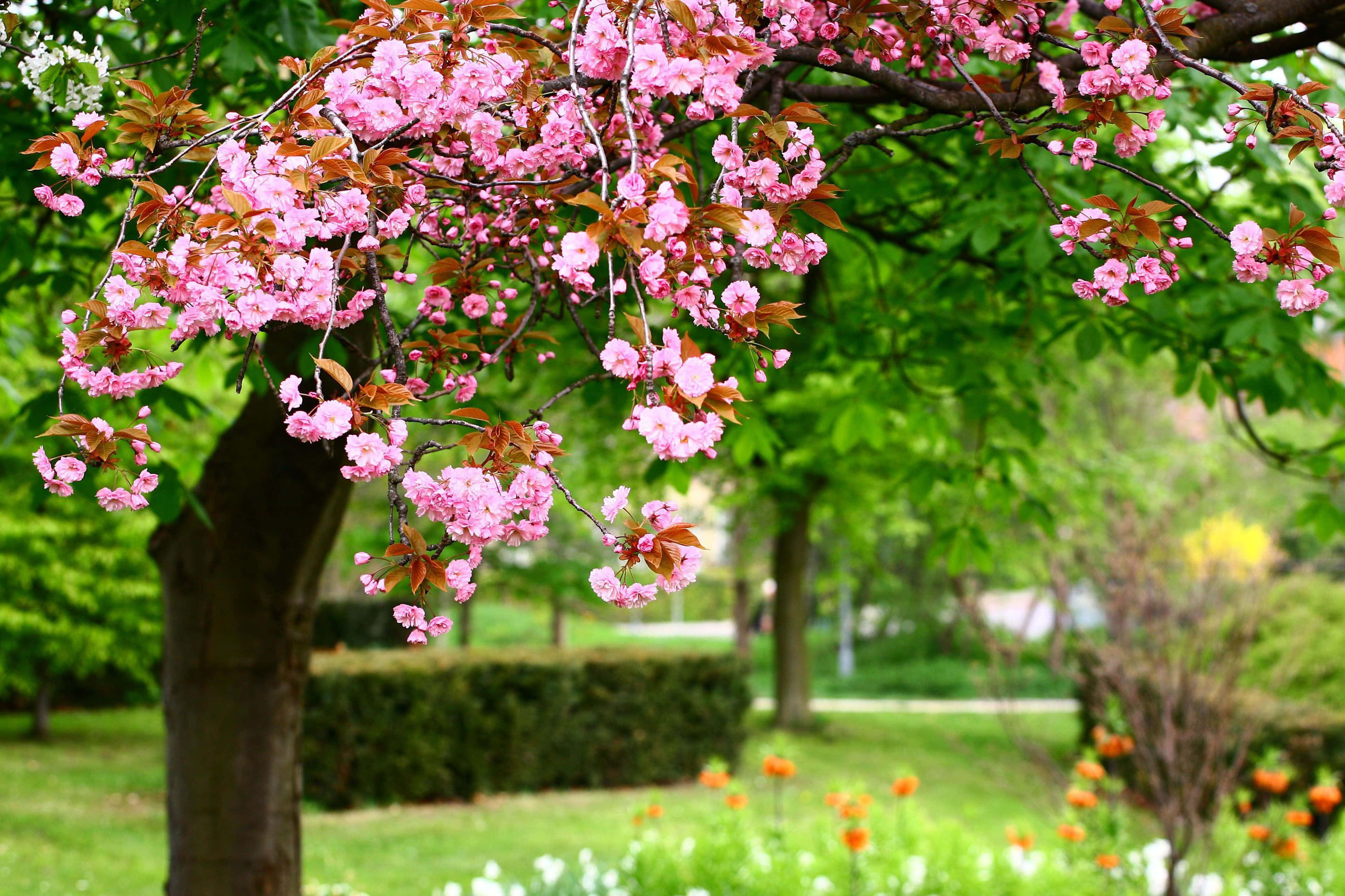 Spring Trees, pink cherry blossoms, lush green park foliage, 4K Desktop Wallpaper
