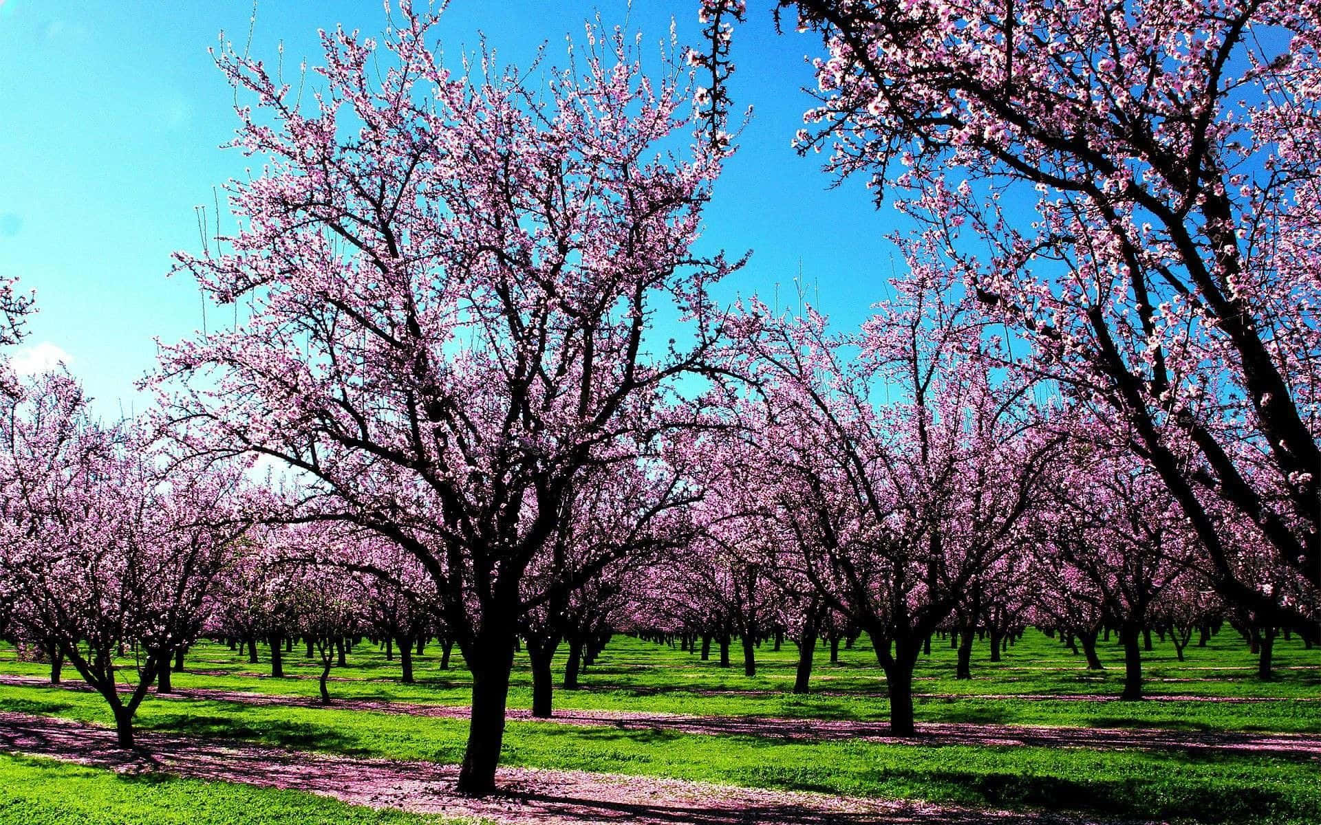 cherry blossom trees, pink bloom, vibrant green field, Full HD Desktop Wallpaper