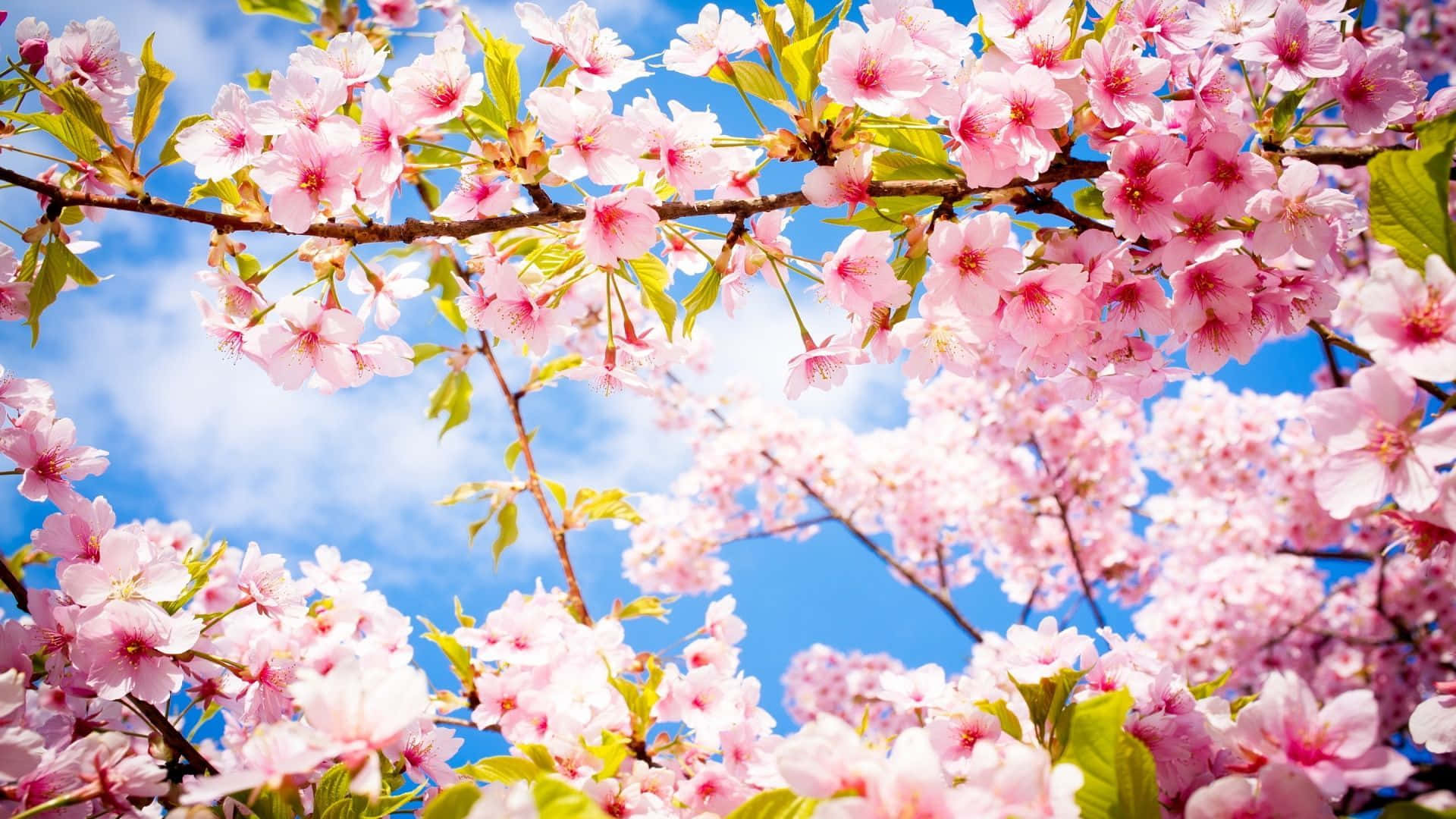 spring trees, pink cherry blossoms, bright blue sky, Full HD Desktop Wallpaper