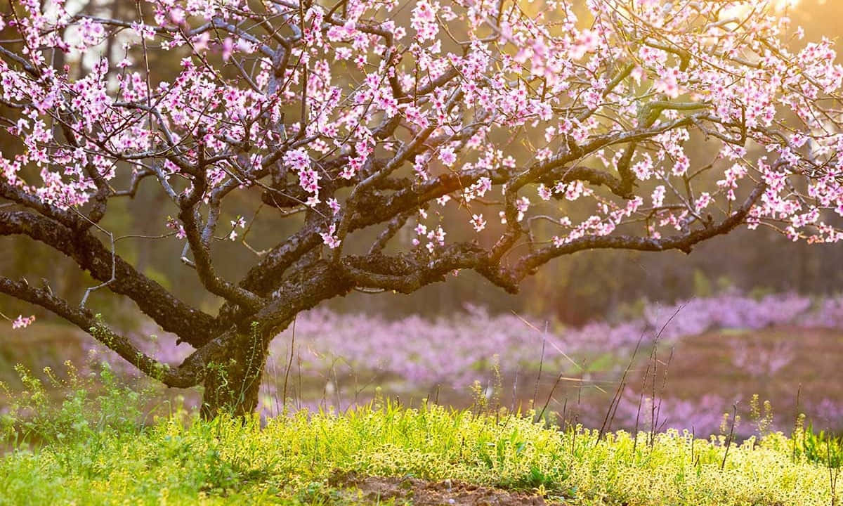 Spring Trees, cherry tree, pink flowers, SD Desktop Wallpaper
