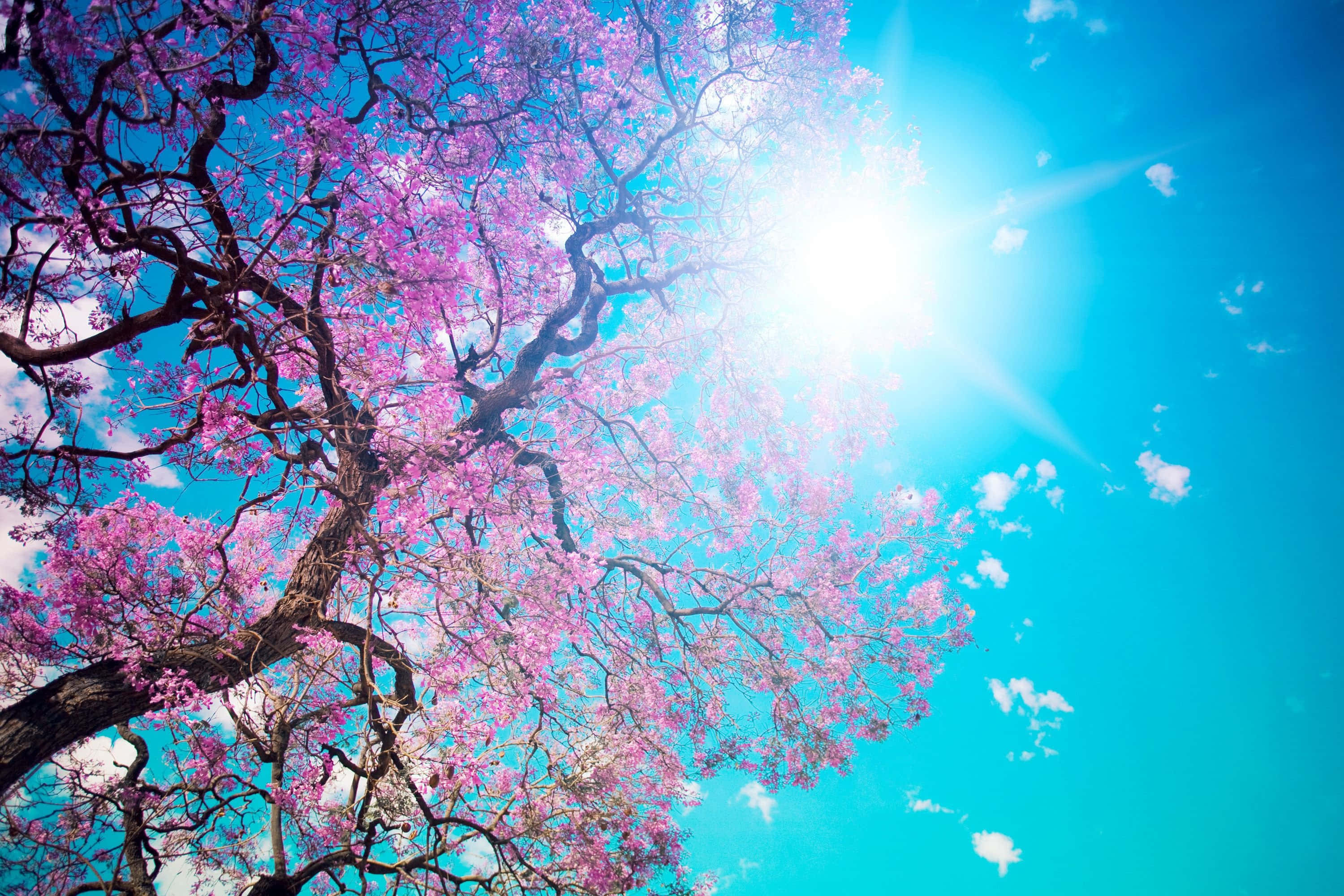 Spring Trees, pink flowering tree, brilliant blue sky, 2K Desktop Wallpaper