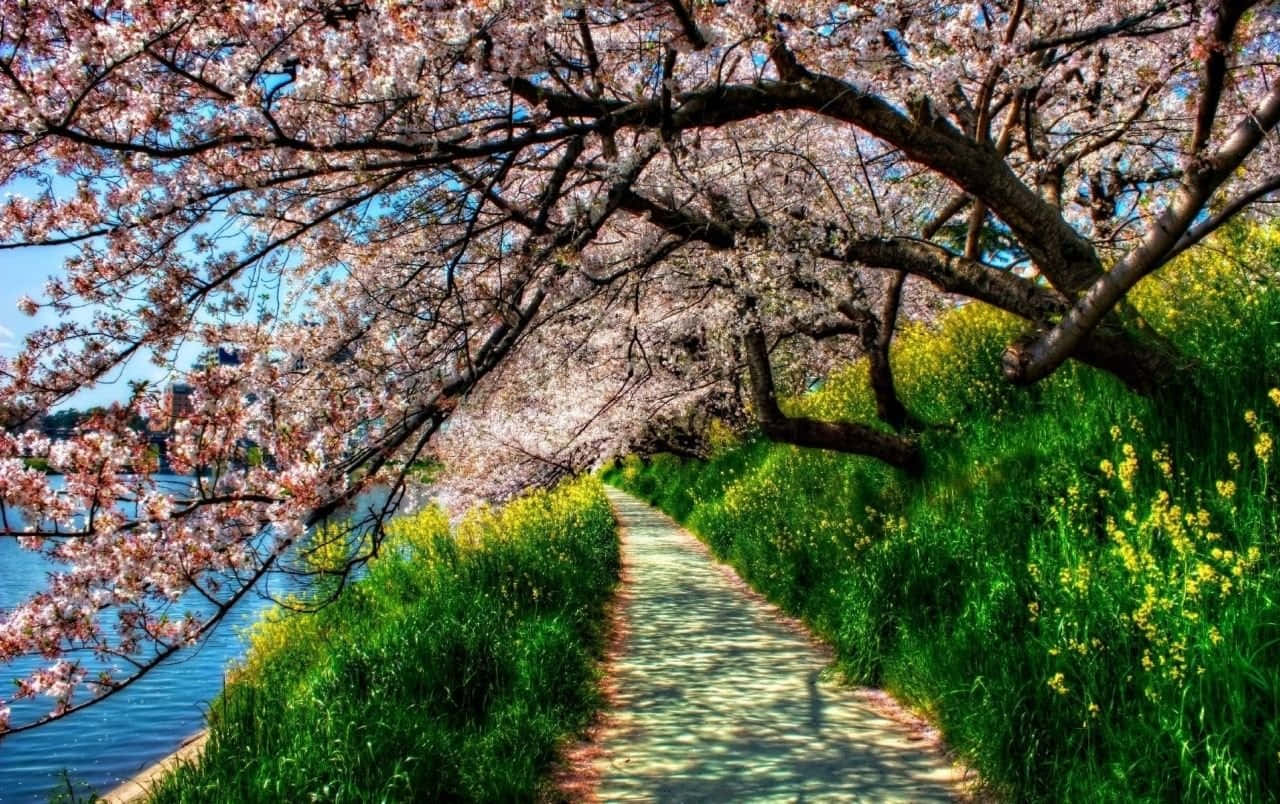 Spring Trees, pink cherry blossoms, river, HD Desktop Wallpaper