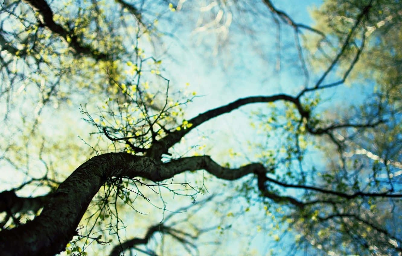 spring trees, tree branches, fresh green leaves, HD Desktop Wallpaper