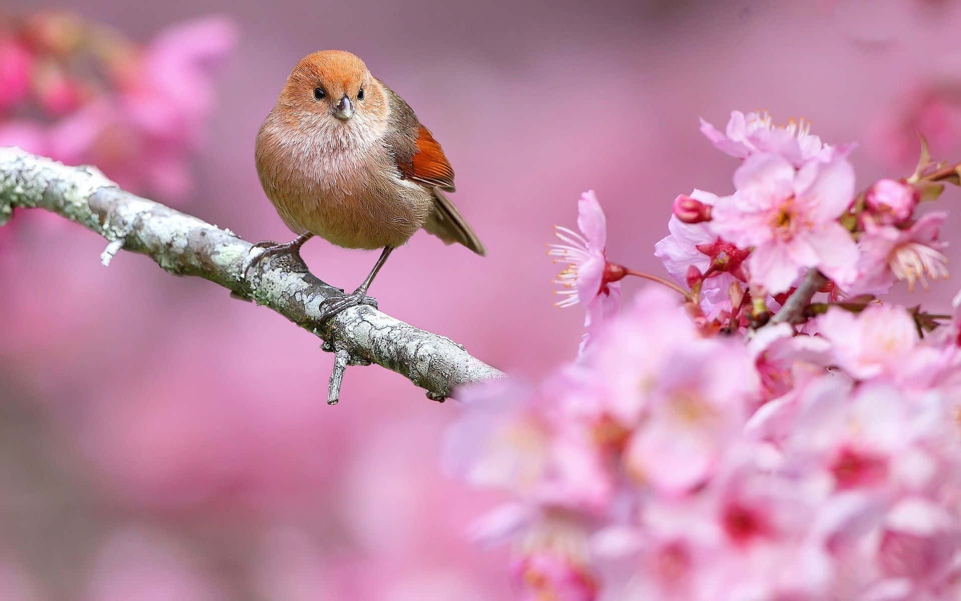 Spring Trees, cherry blossoms, mossy branch, Full HD Desktop Wallpaper