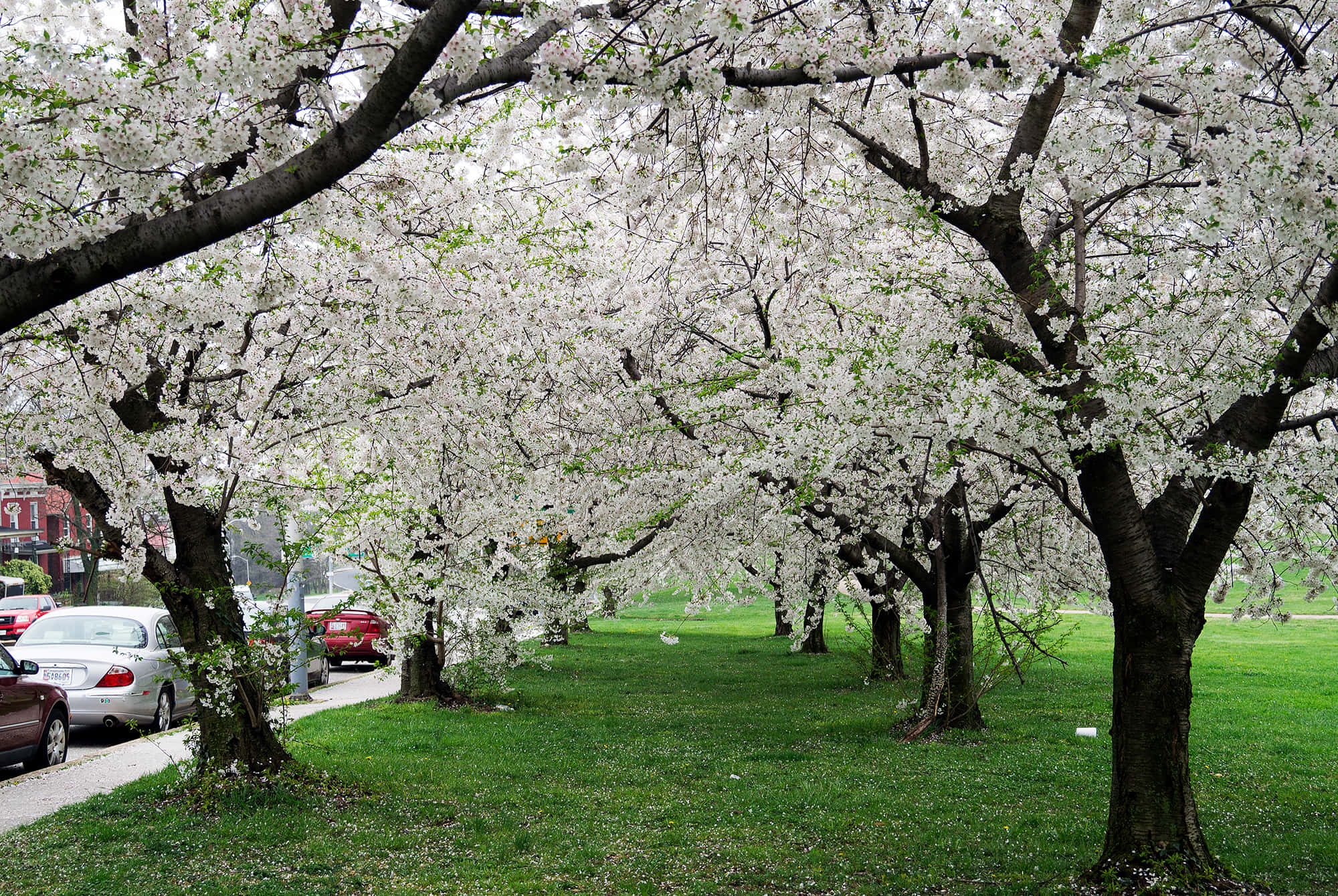 Spring Trees, cherry trees, grassy park, Full HD Desktop Wallpaper