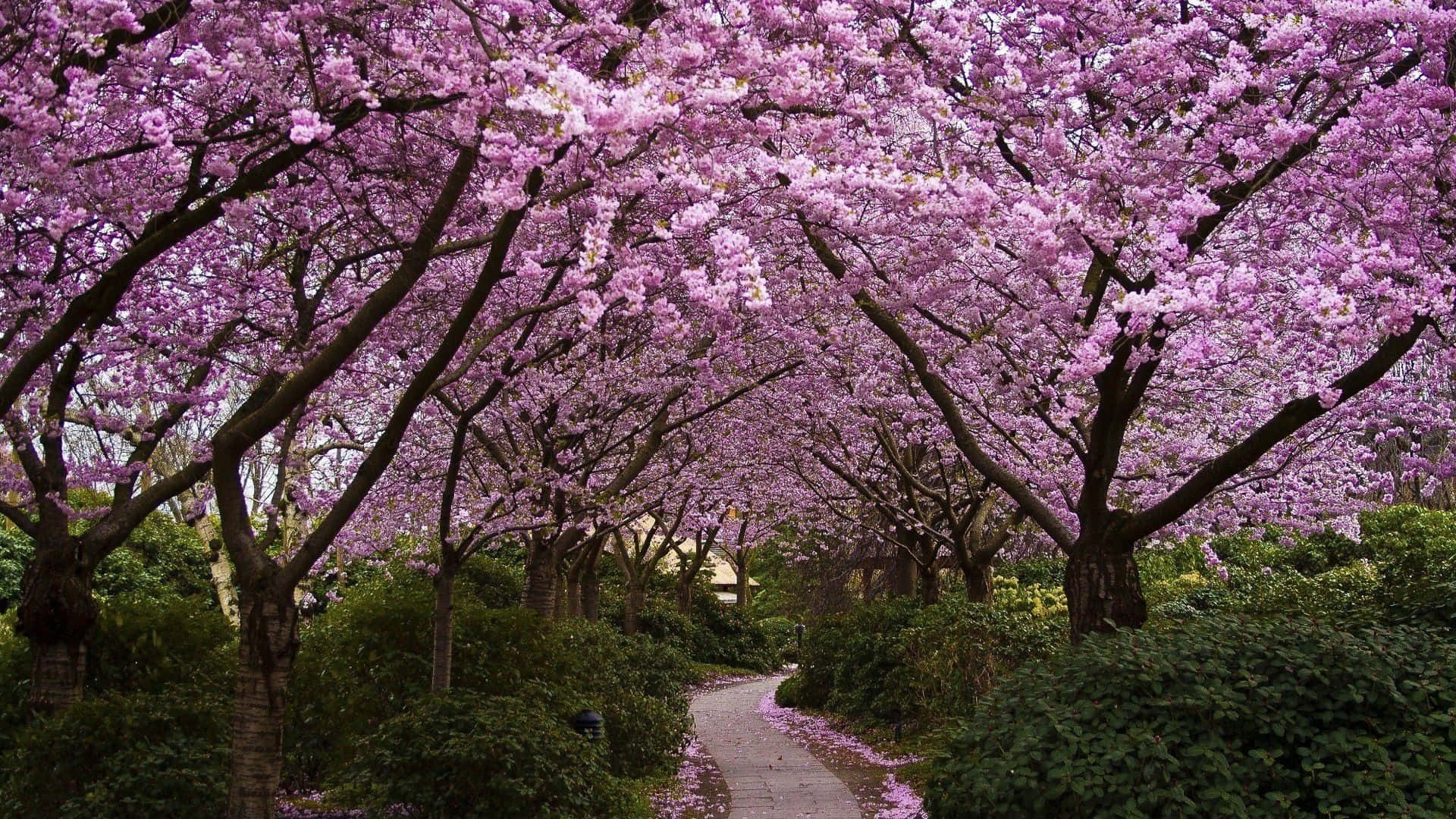 Spring Trees, pink cherry blossoms, winding stone path, Full HD Desktop Wallpaper