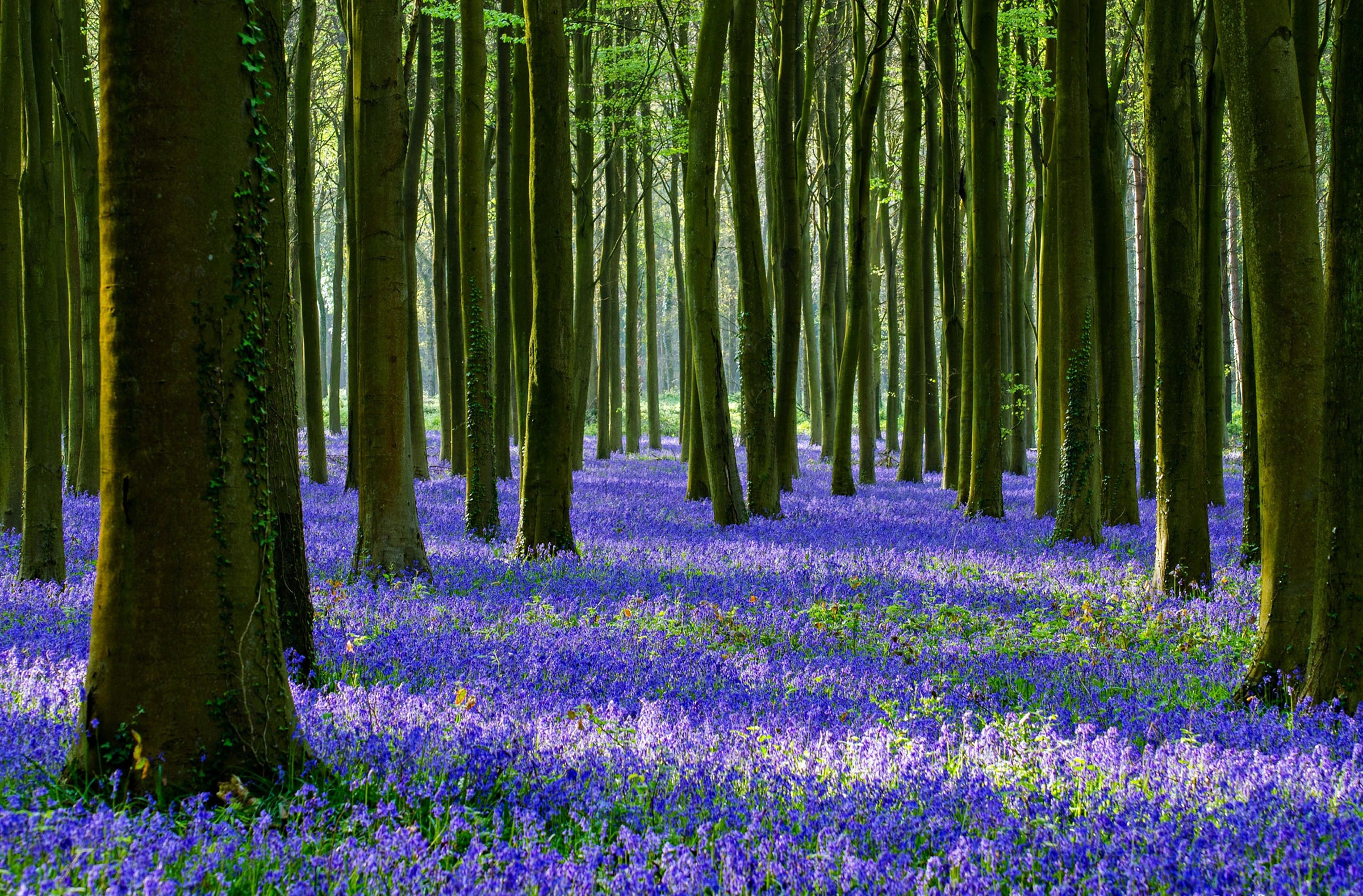 Spring Trees, vibrant purple bluebells, dappled light, 4K Desktop Wallpaper