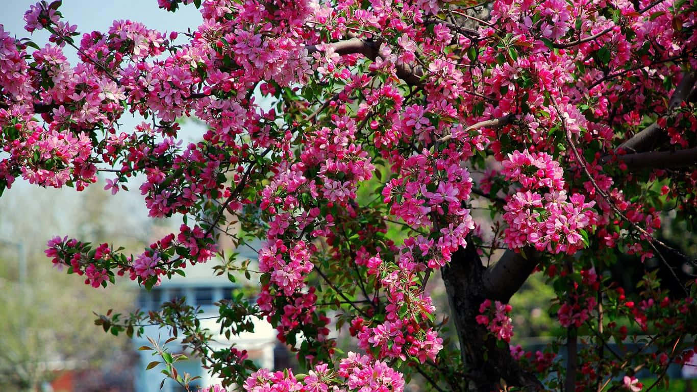 blooming trees, pink flowering tree, full bloom, HD Desktop Wallpaper