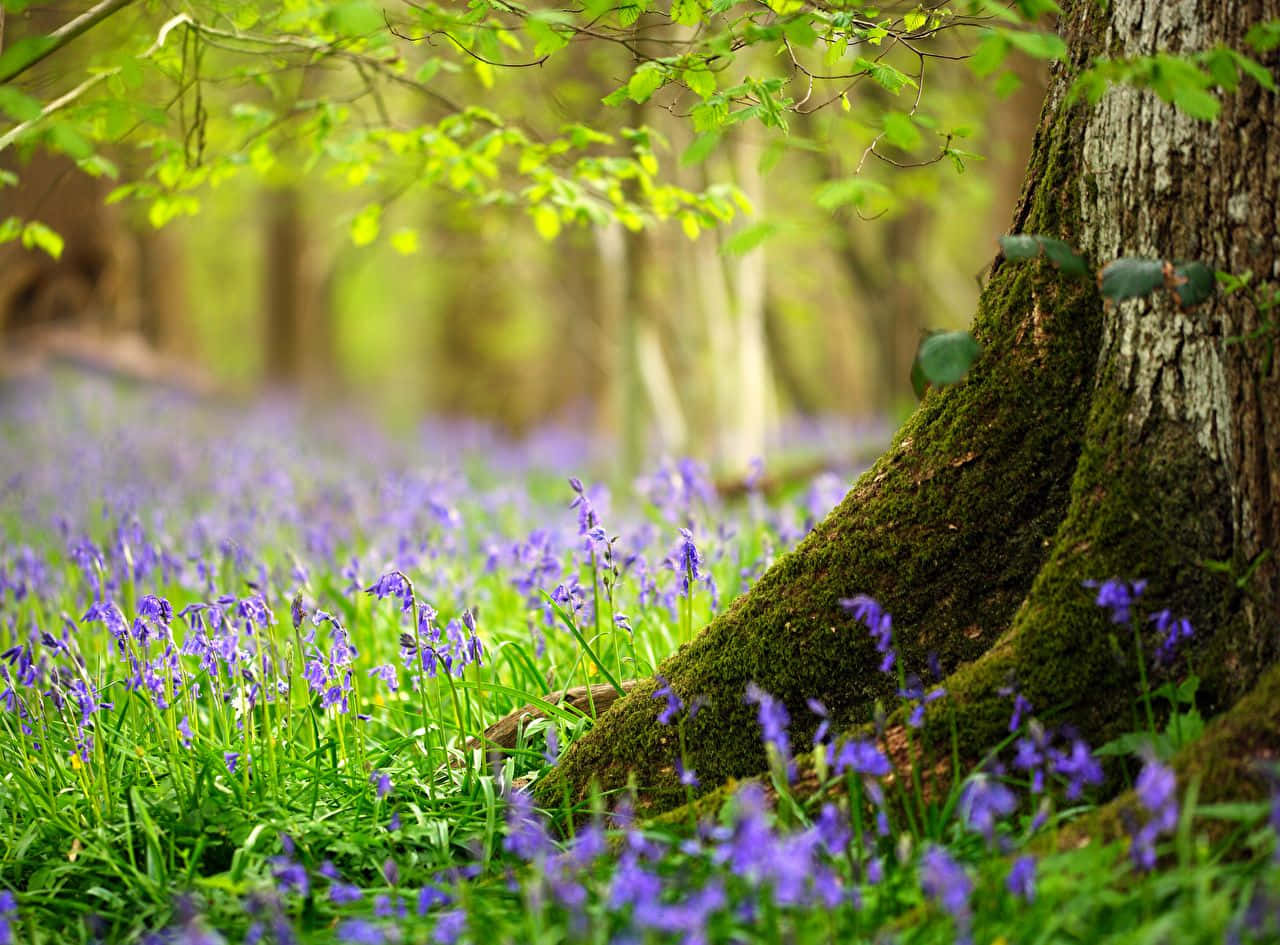 Spring Trees, purple bluebells, mossy tree trunk, HD Desktop Wallpaper