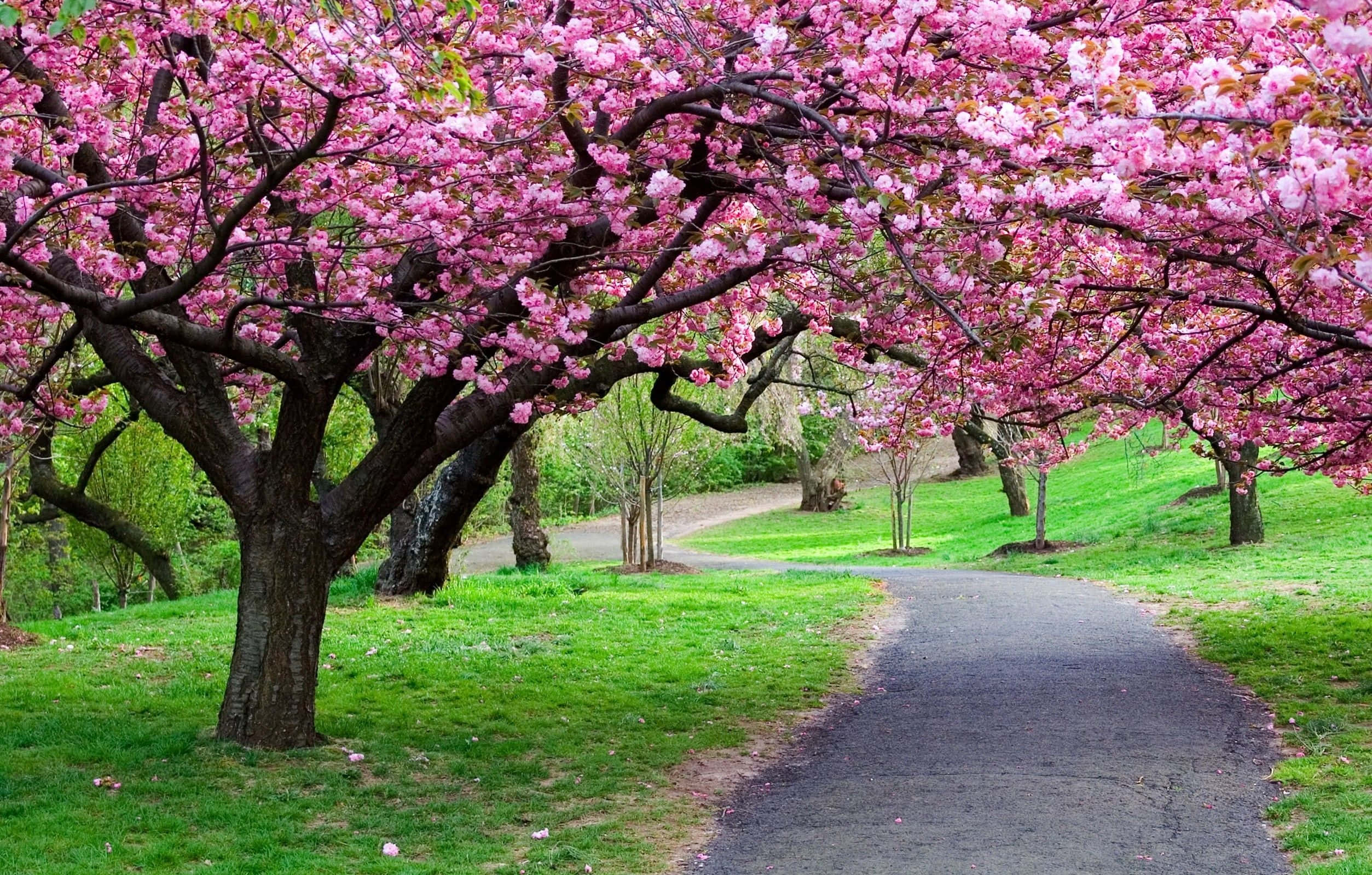 blooming trees, pink cherry blossoms, lush green grass, Full HD Desktop Wallpaper