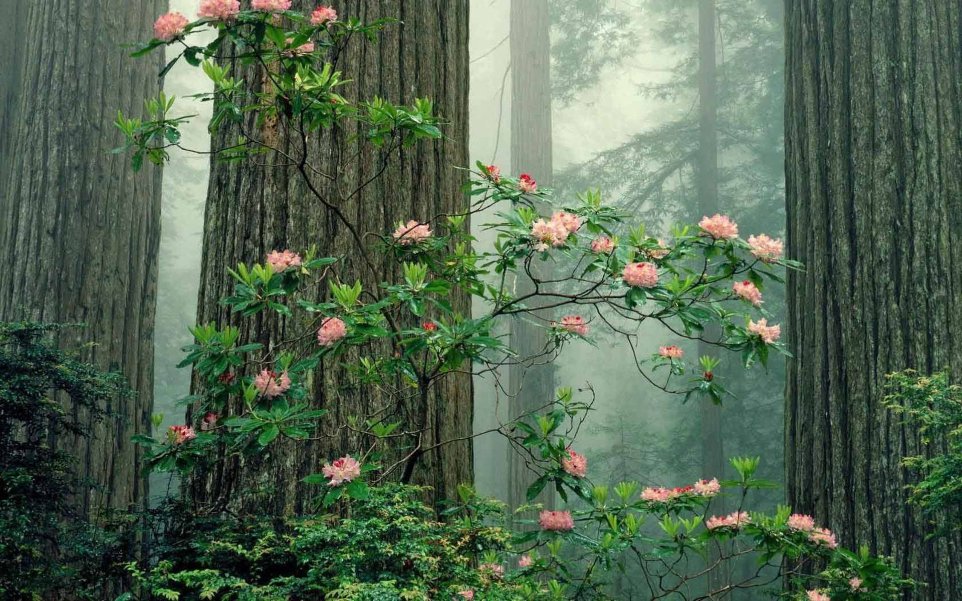 pink rhododendron blooms, towering redwood trees, soft morning mist, Full HD Desktop Wallpaper