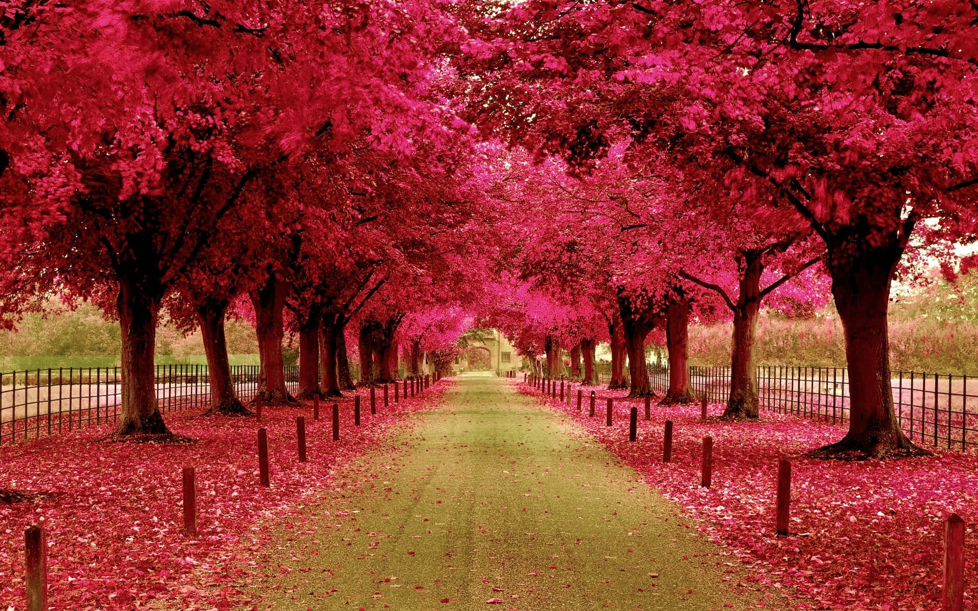 blooming trees, pink canopy, pathway, Full HD Desktop Wallpaper