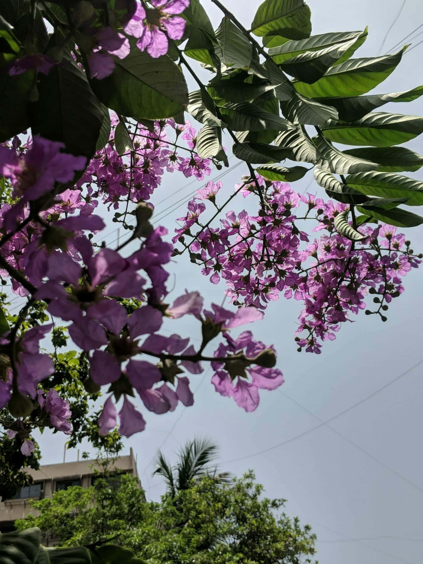 flower tree, vibrant purple flowers, clear blue sky, Full HD Phone Wallpaper