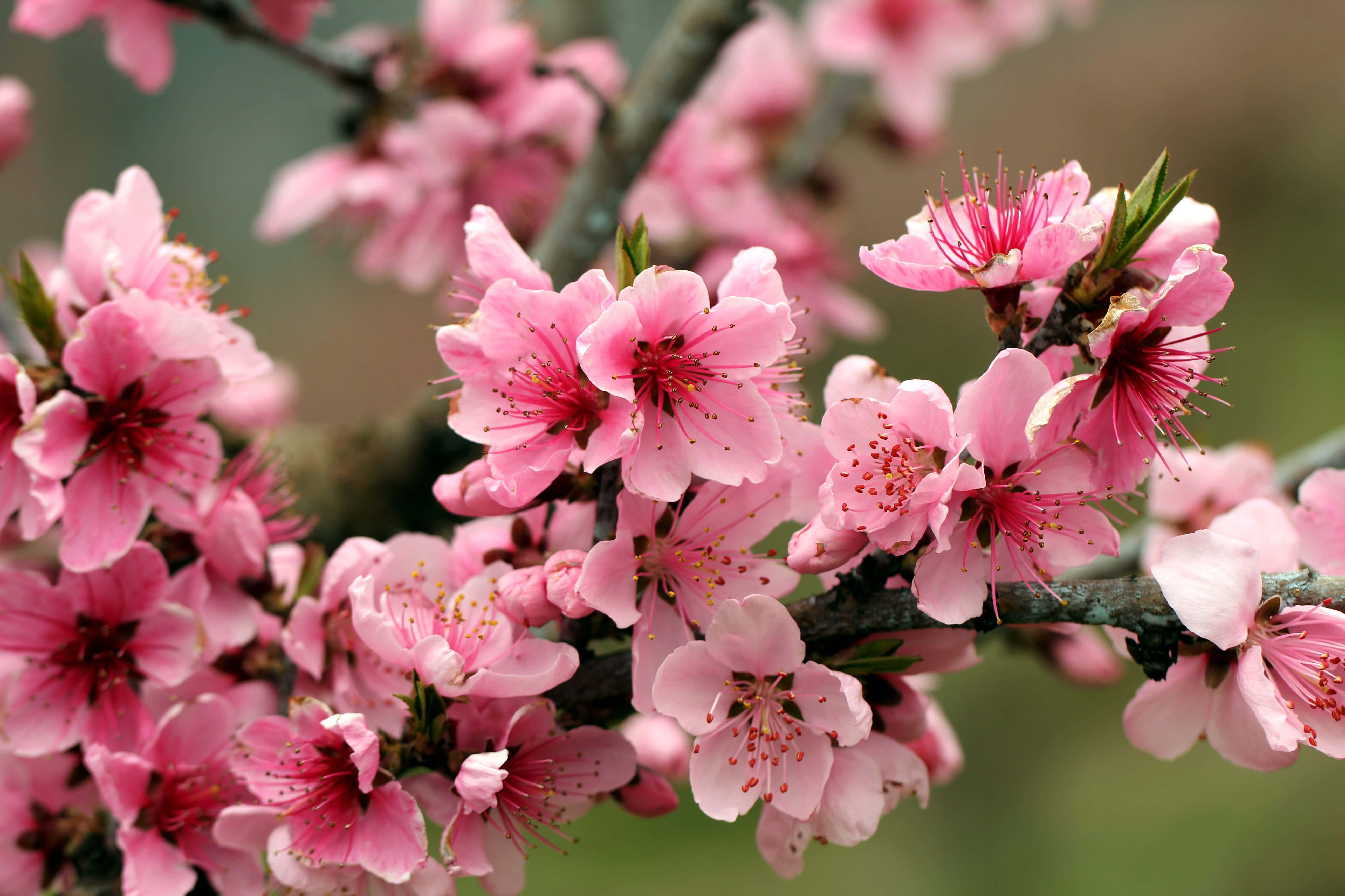 blooming trees, pink cherry blossoms, dark branches, 5K Desktop Wallpaper