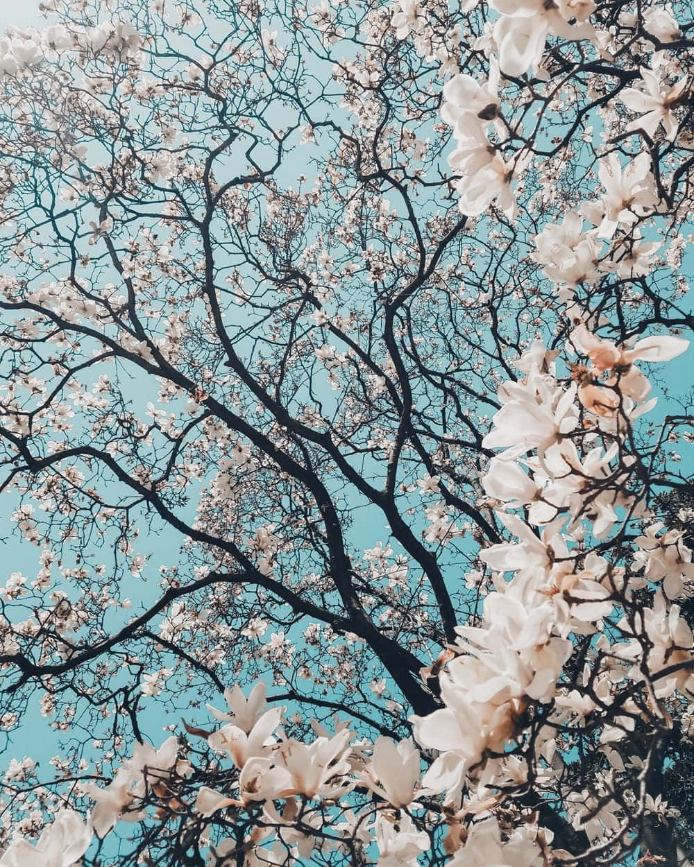 Spring Trees, magnolia blossoms, dark branches, SD Phone Wallpaper