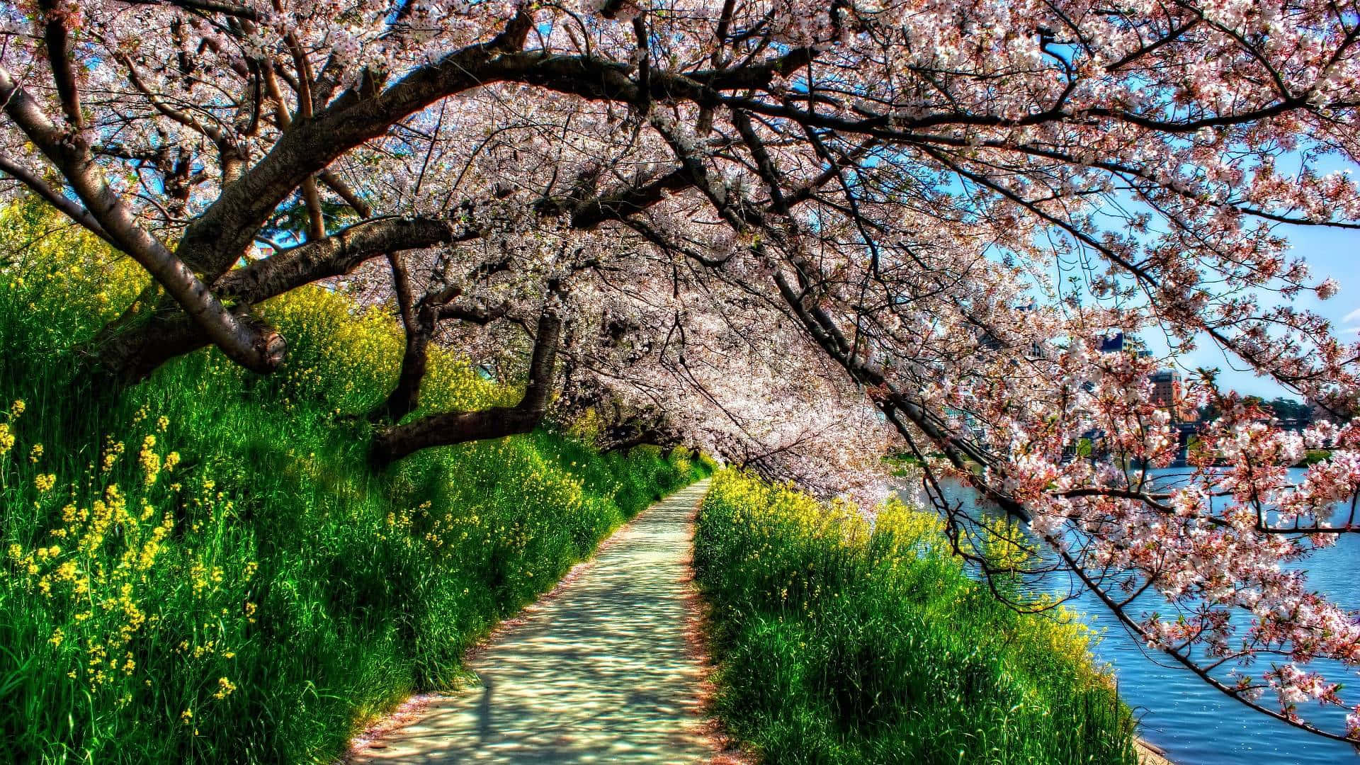 pink cherry blossoms, river, yellow flowers, Full HD Desktop Wallpaper