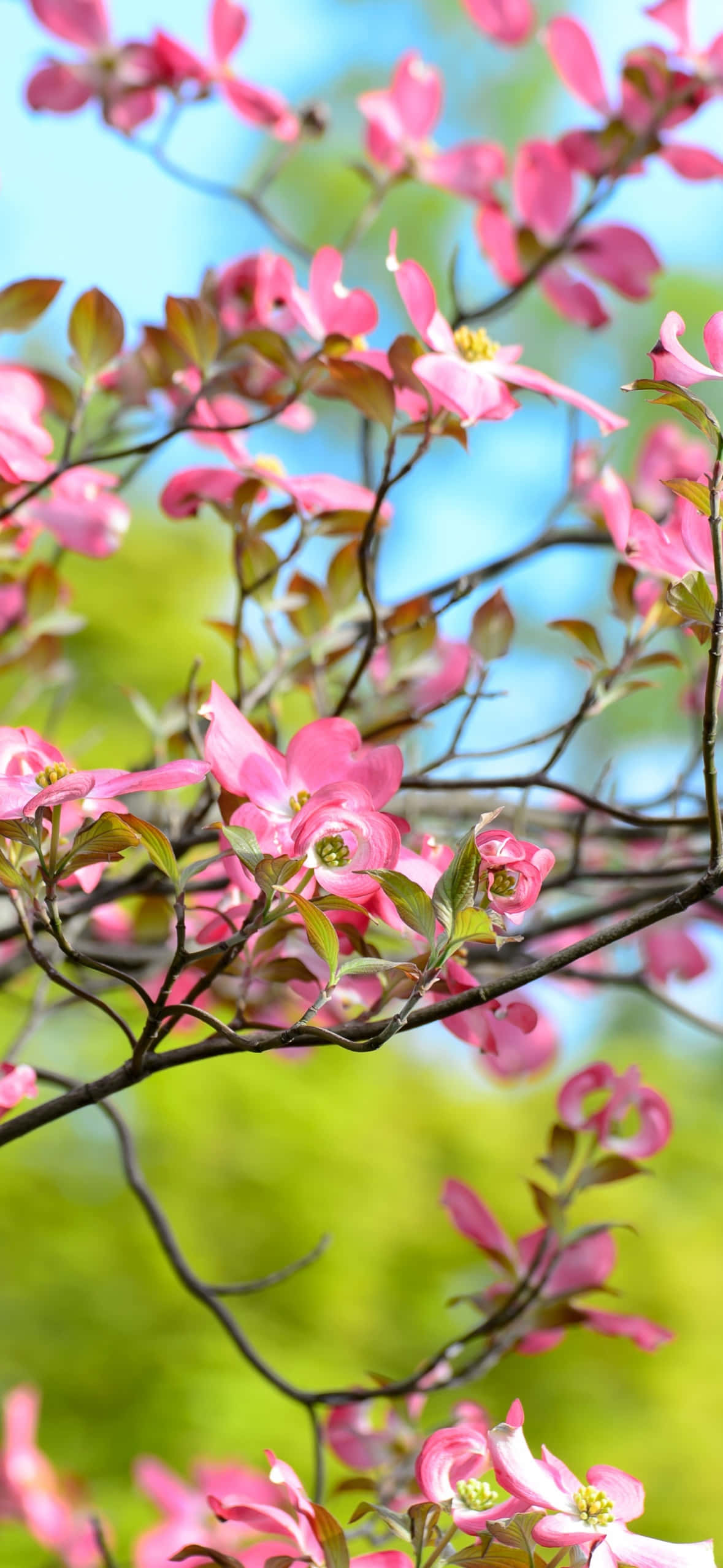 spring blossom branches, pink dogwood blossoms, dark branches, Full HD Phone Wallpaper