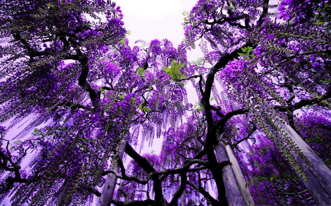 blooming trees, purple wisteria, gnarled branches, SD Desktop Wallpaper
