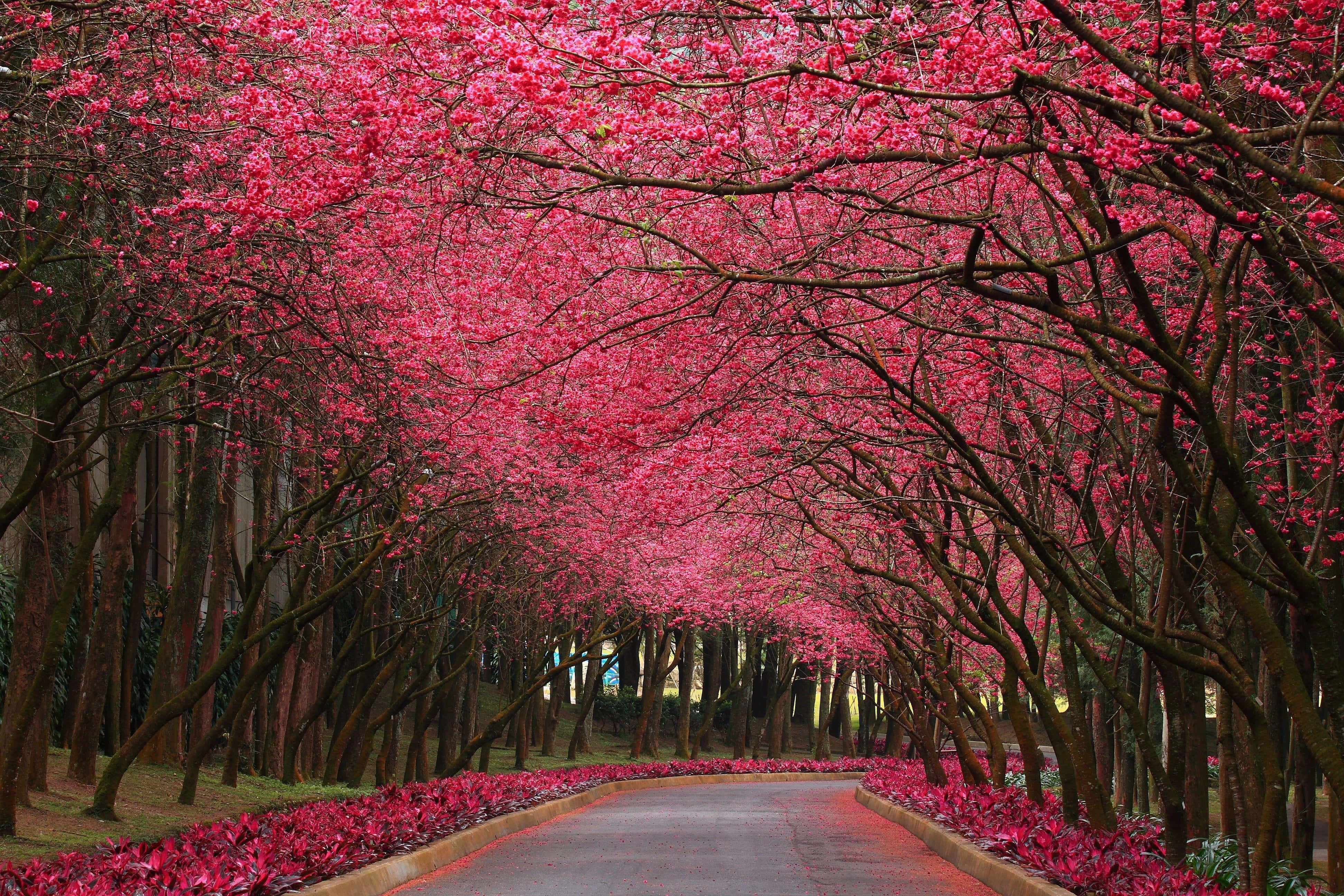 blooming trees, pink cherry blossoms, winding road, 4K Desktop Wallpaper