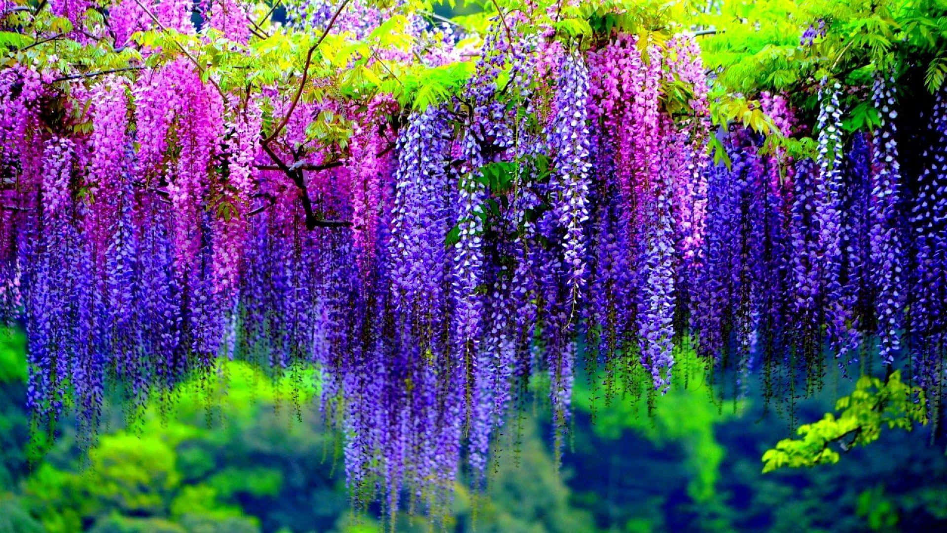 blooming trees, purple wisteria blossoms, bright green leaves, Full HD Desktop Wallpaper