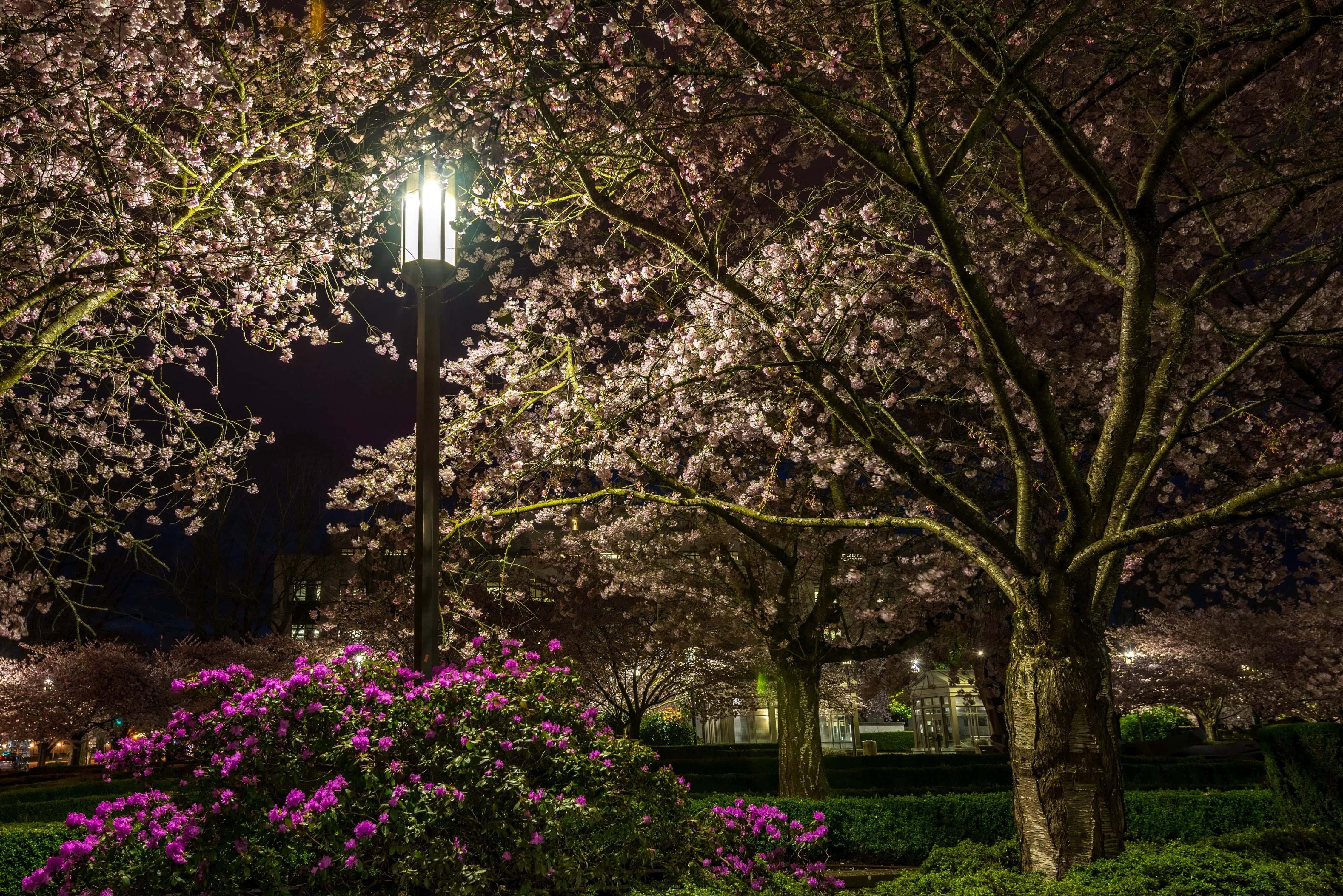 cherry blossom trees, streetlights, vibrant purple azaleas, 4K Desktop Wallpaper