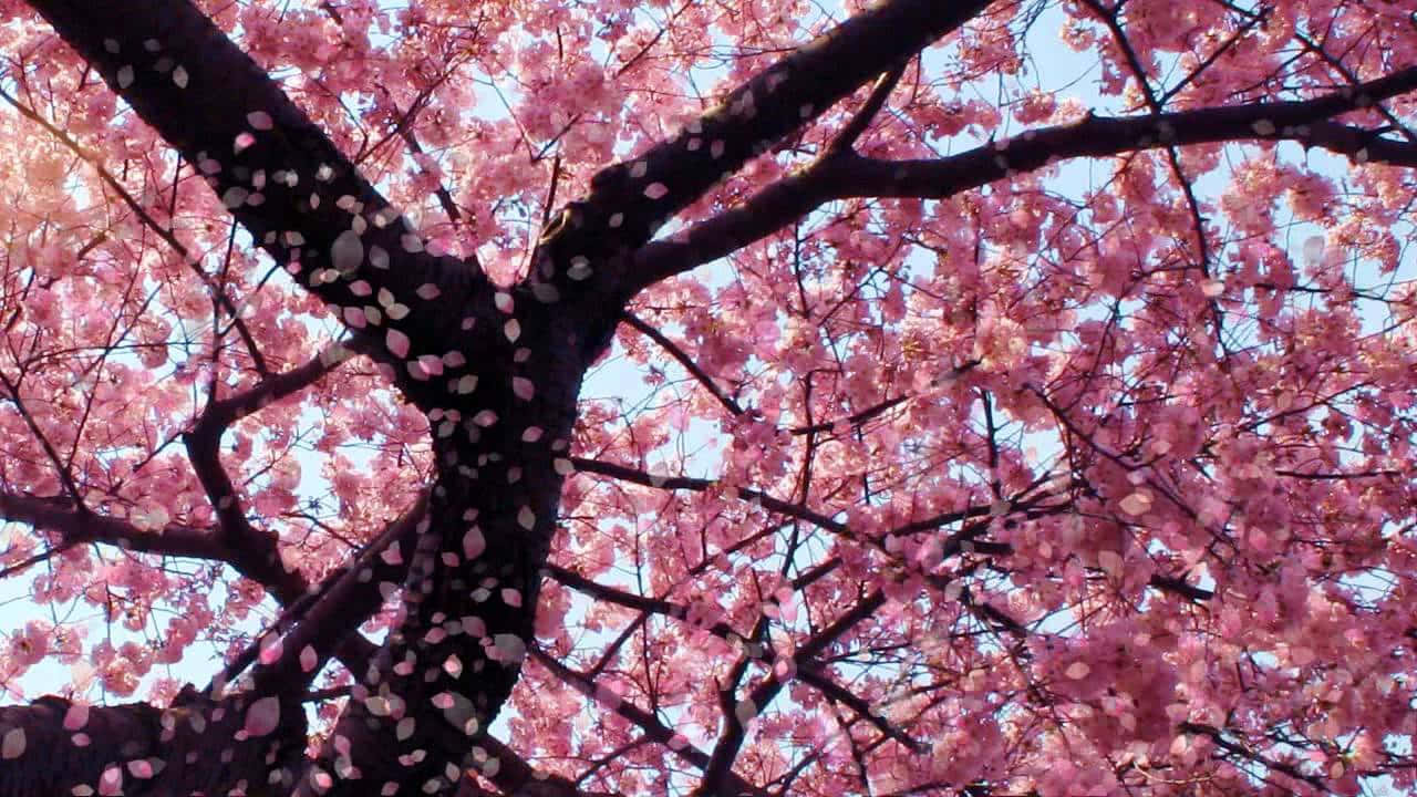 blooming trees, pink cherry blossoms, dark branches, HD Desktop Wallpaper