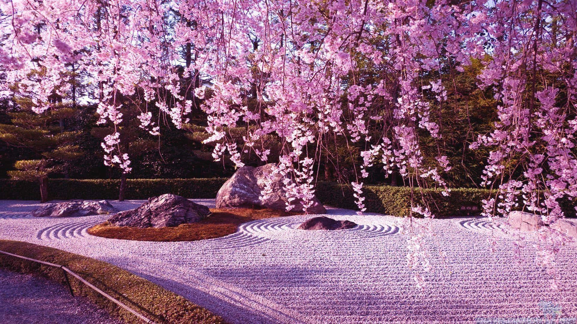 blooming trees, pink cherry blossoms, Zen garden, Full HD Desktop Wallpaper