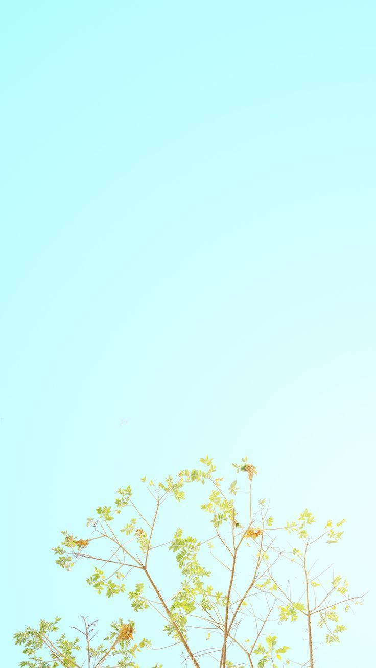 minimalist spring, fresh green leaves, light blue sky, HD Phone Wallpaper