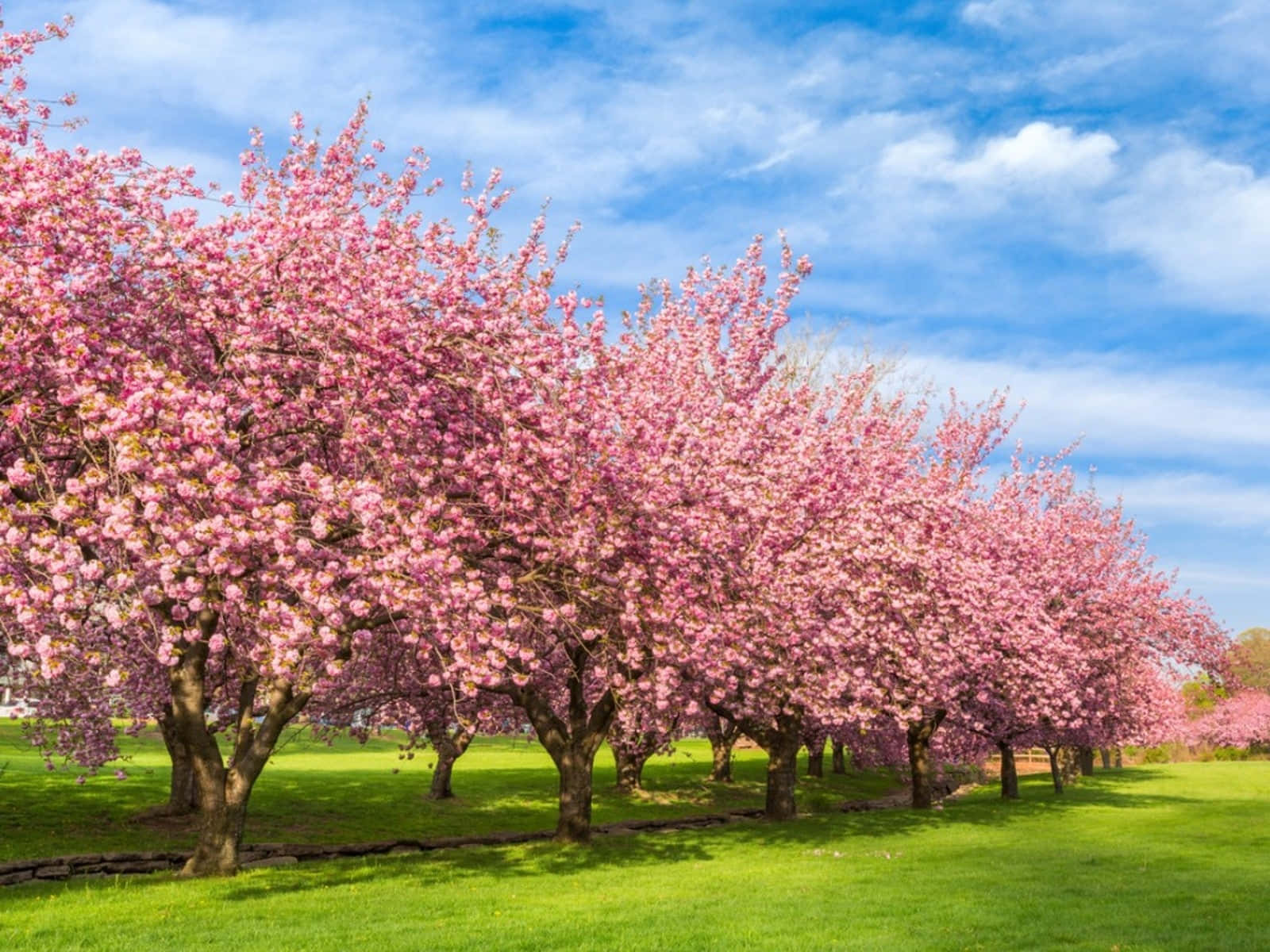 cherry blossom trees, pink, lawn, HD Desktop Wallpaper