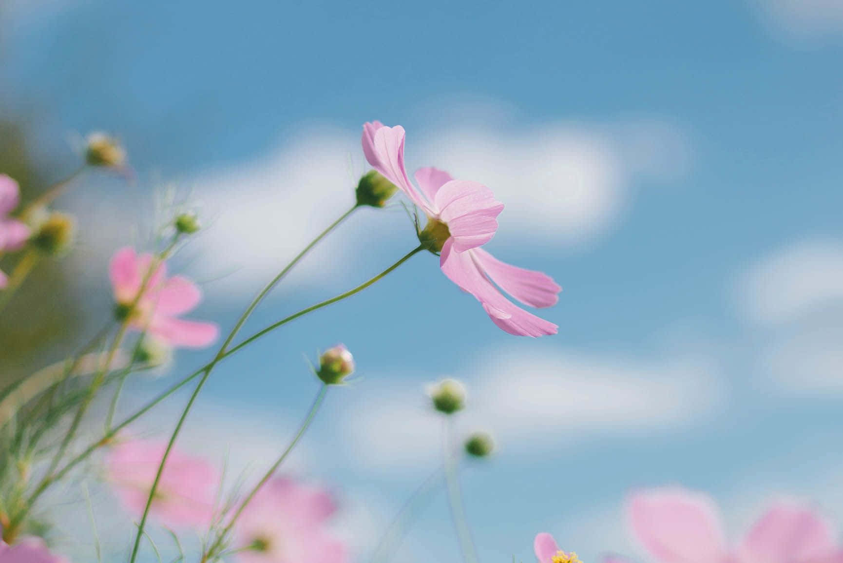 pink cosmos flower, soft blue sky, fluffy white clouds, HD Desktop Wallpaper