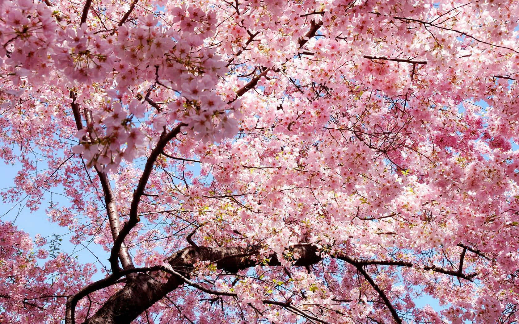 blooming trees, pink cherry blossoms, clear blue sky, HD Desktop Wallpaper