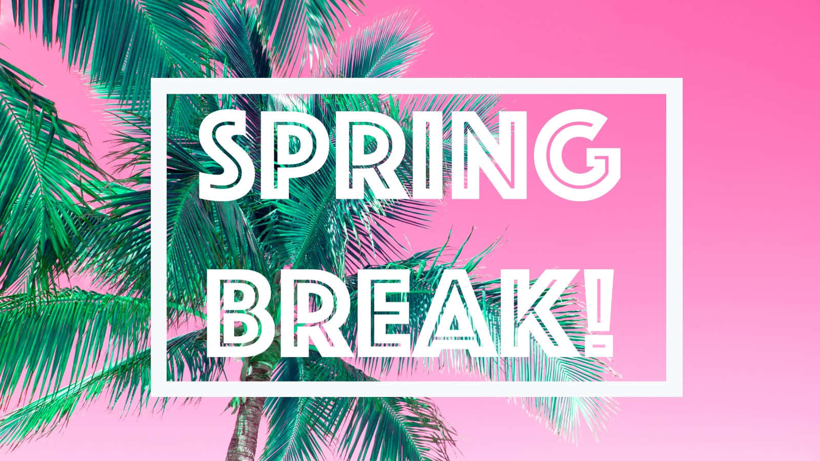 Spring Vacation, blossoming park, vibrant pink background, HD Desktop Wallpaper