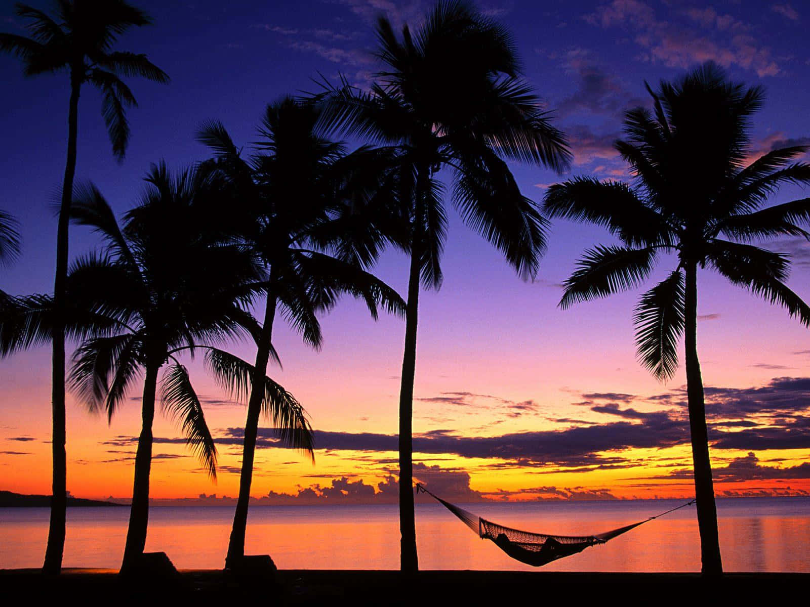 Spring Vacation, palm trees, hammock, HD Desktop Wallpaper
